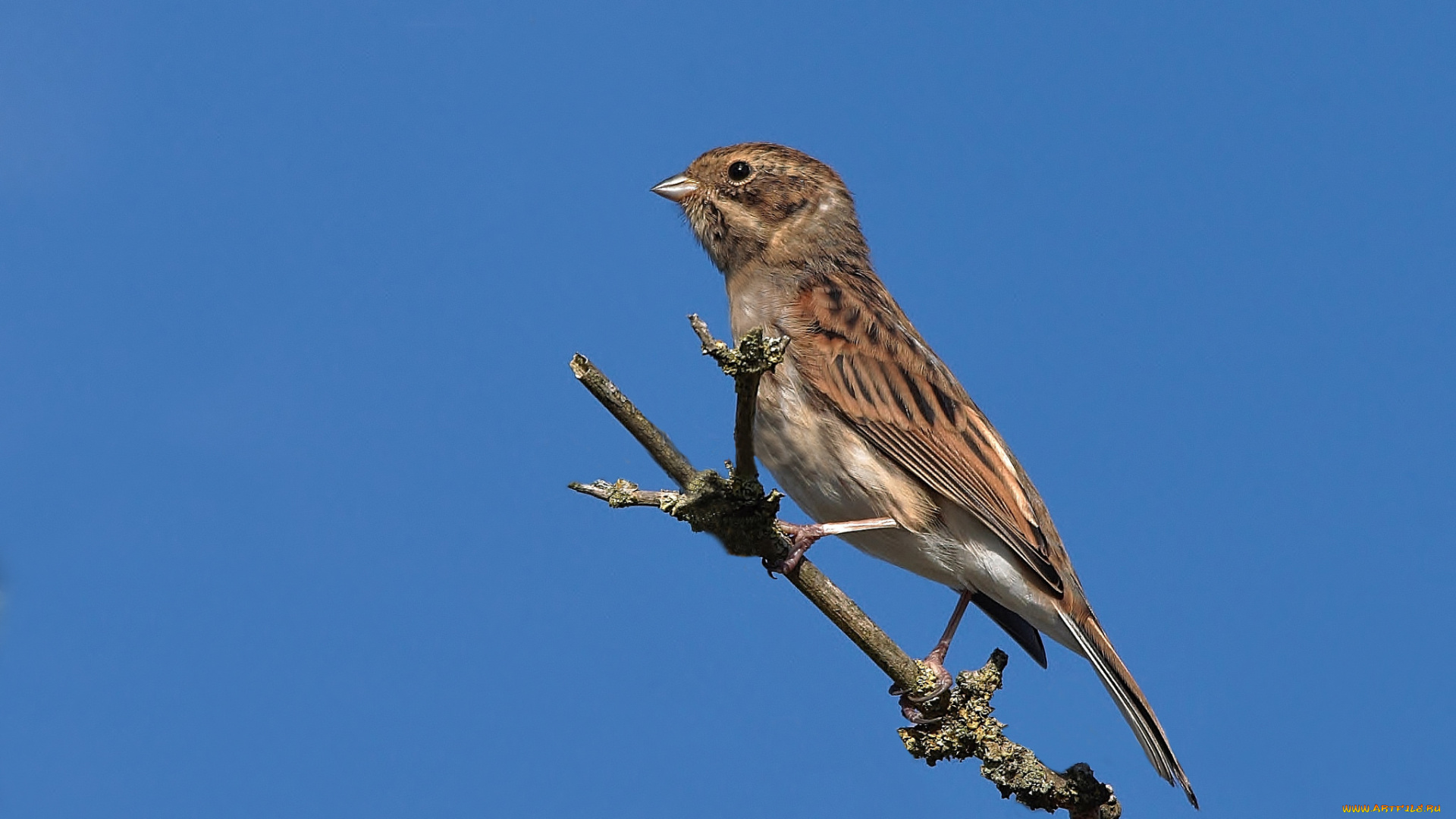 животные, воробьи, птичка