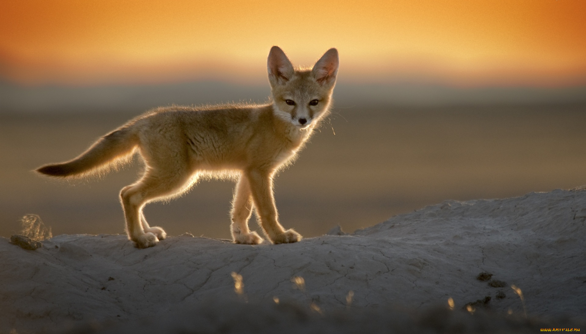 животные, лисы, лисенок, снег, закат