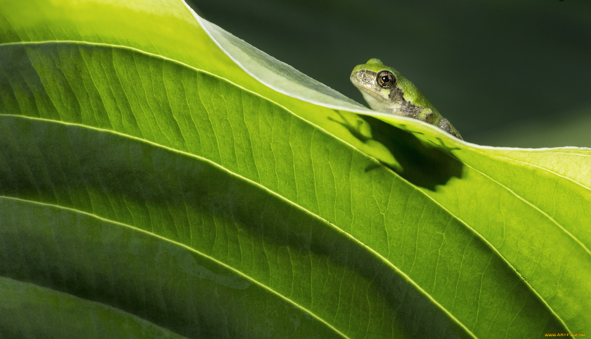 животные, лягушки, лягушка, зеленая, лист