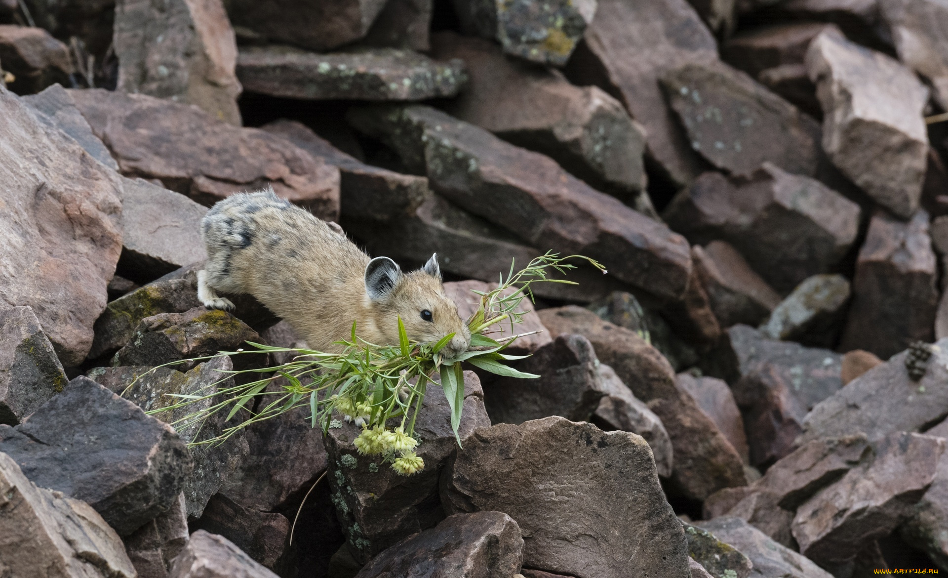 животные, крысы, , мыши, американская, пищуха, грызун, трава, камни
