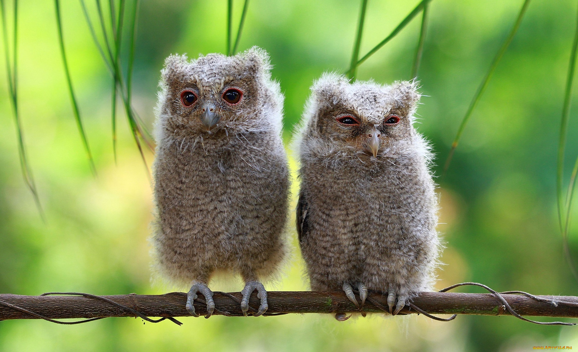 животные, совы, ветка, птенцы, совята
