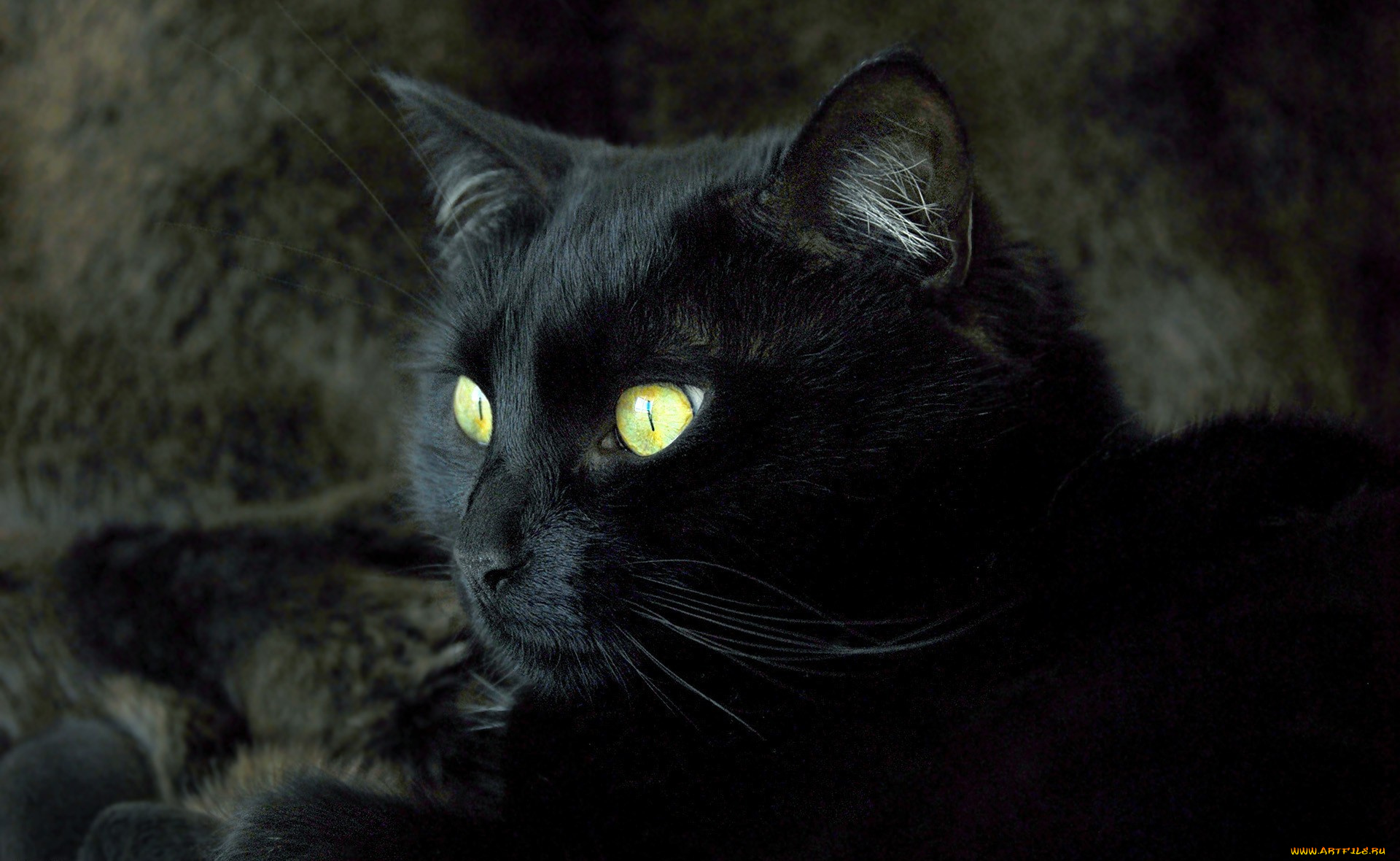 животные, коты, кот, черный, взгляд