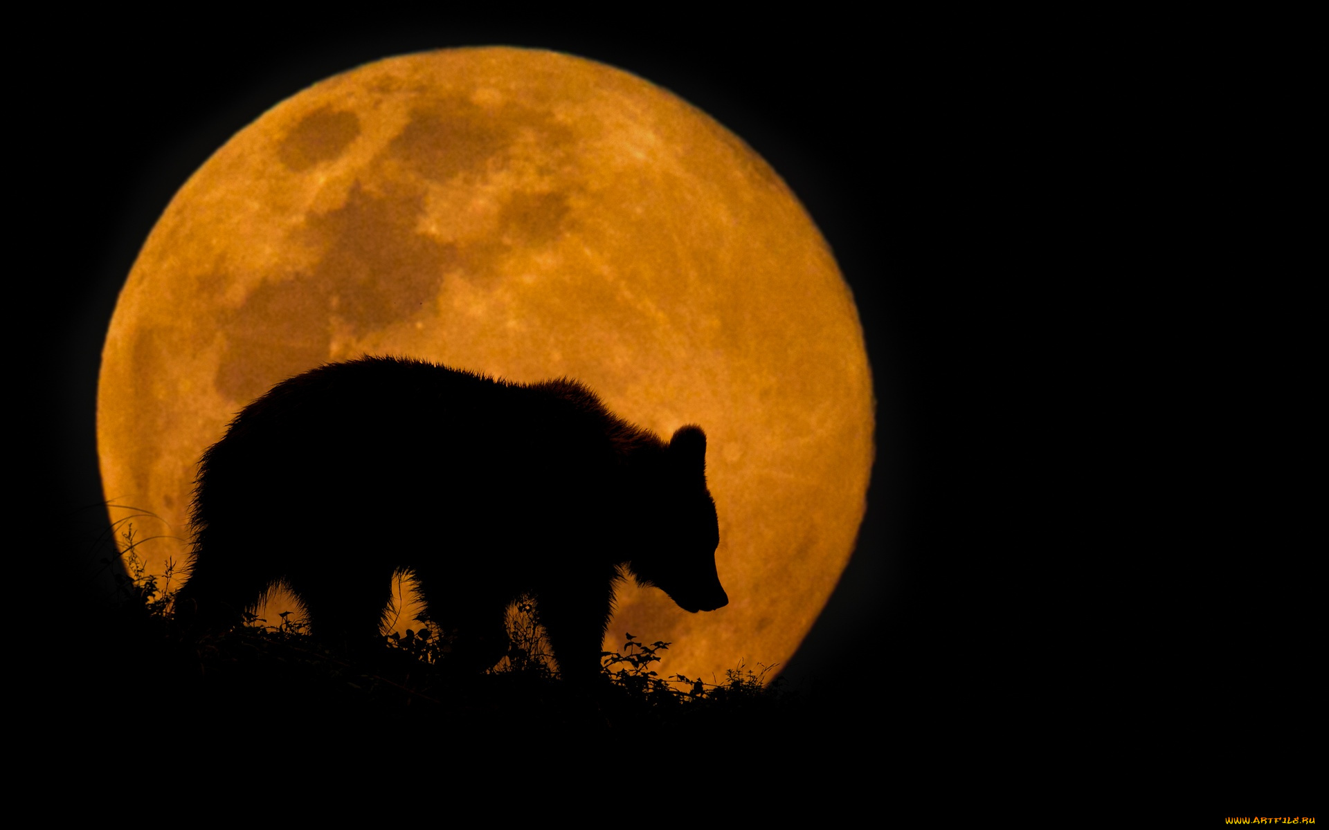 животные, медведи, силуэт, ночь, медведь, луна