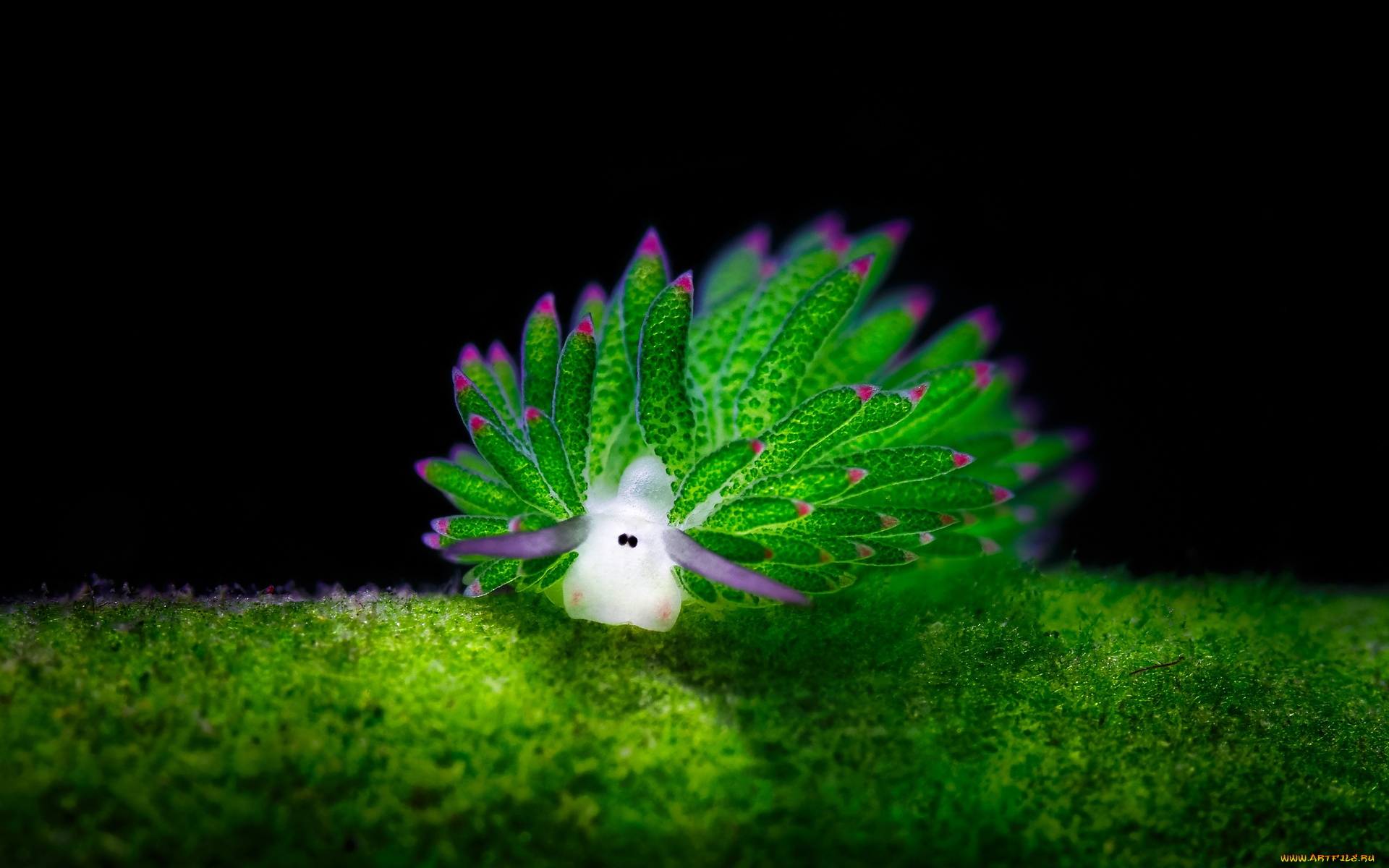 животные, морская, фауна, моллюск, дно, вода, морская, улитка