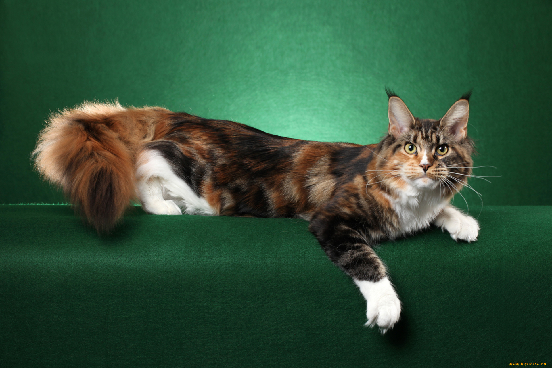 животные, коты, млекопитающее, животное, фон, порода