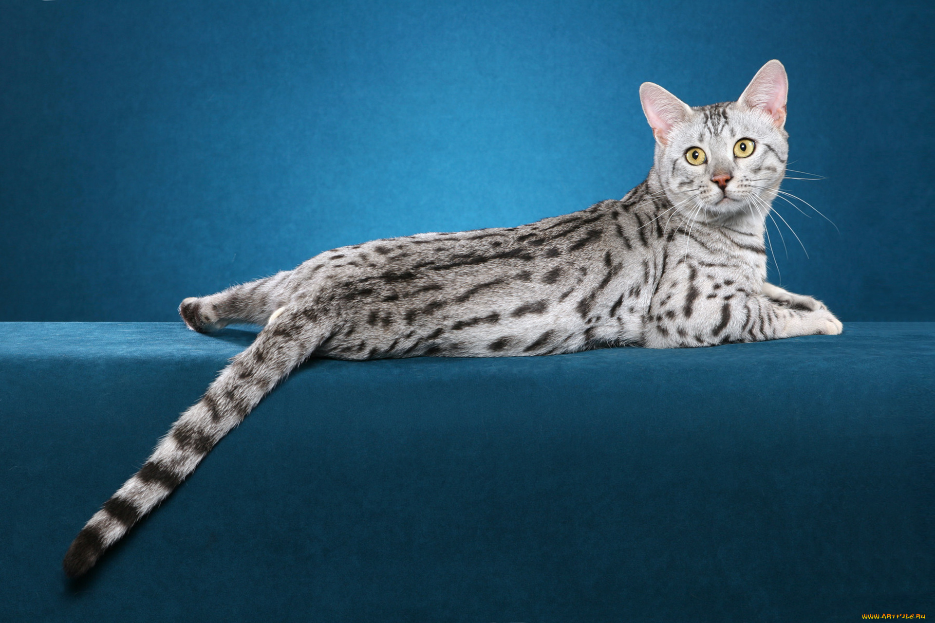 животные, коты, млекопитающее, животное, фон, порода