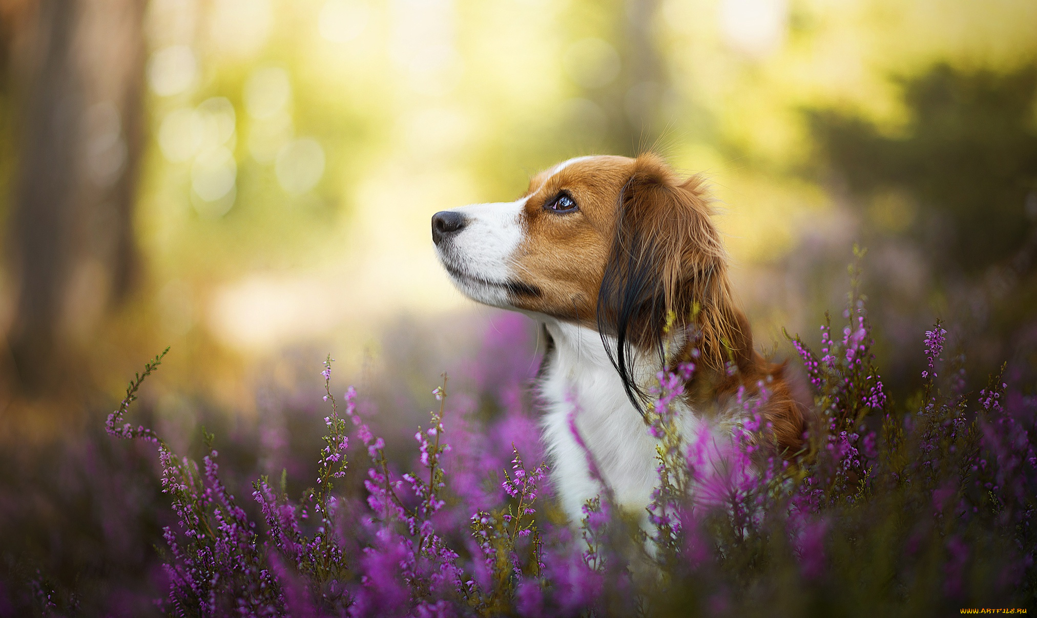 животные, собаки, боке, коикерхондье, вереск, собака