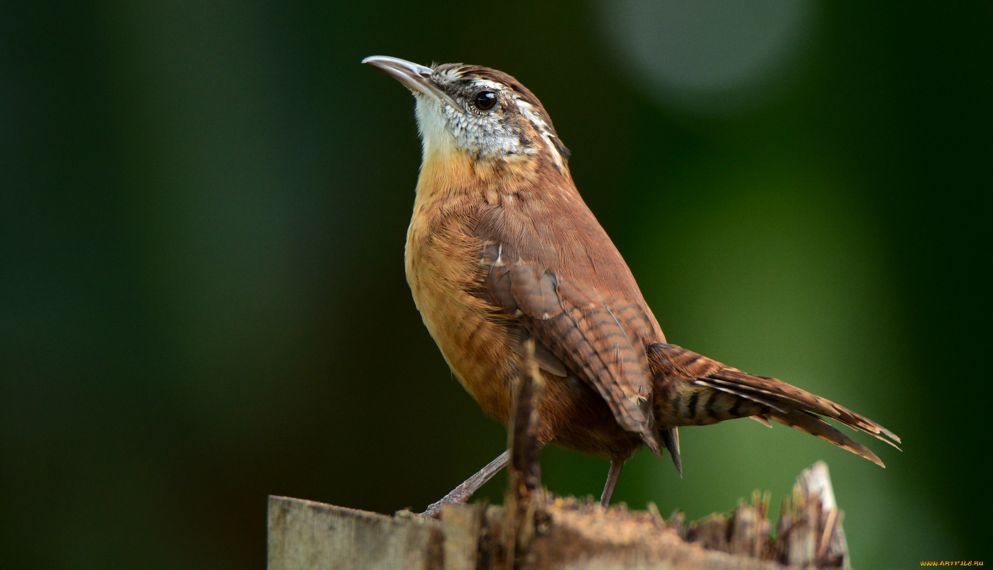 животные, птицы, птичка