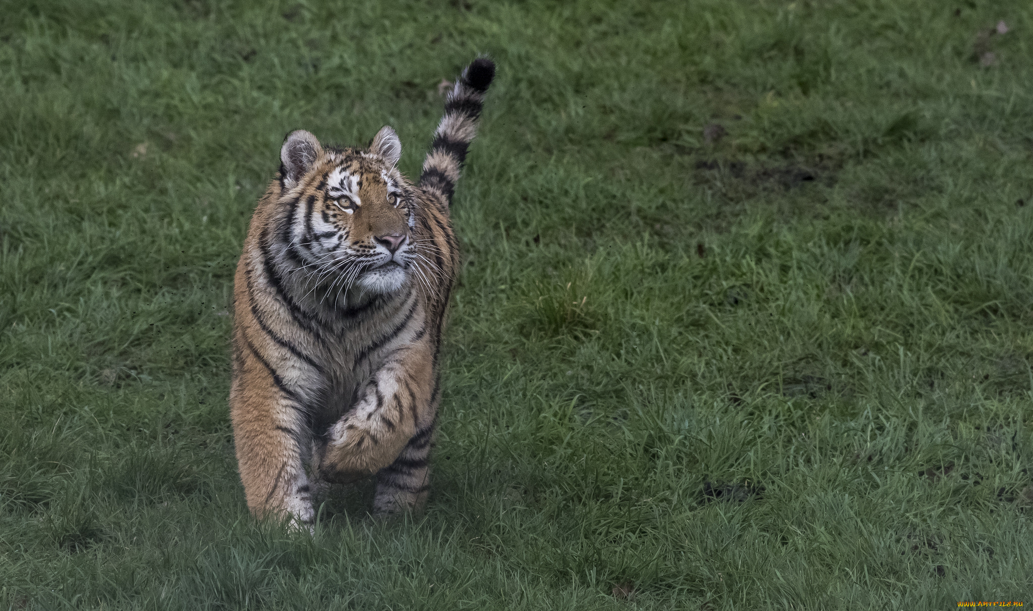 животные, тигры, хищник