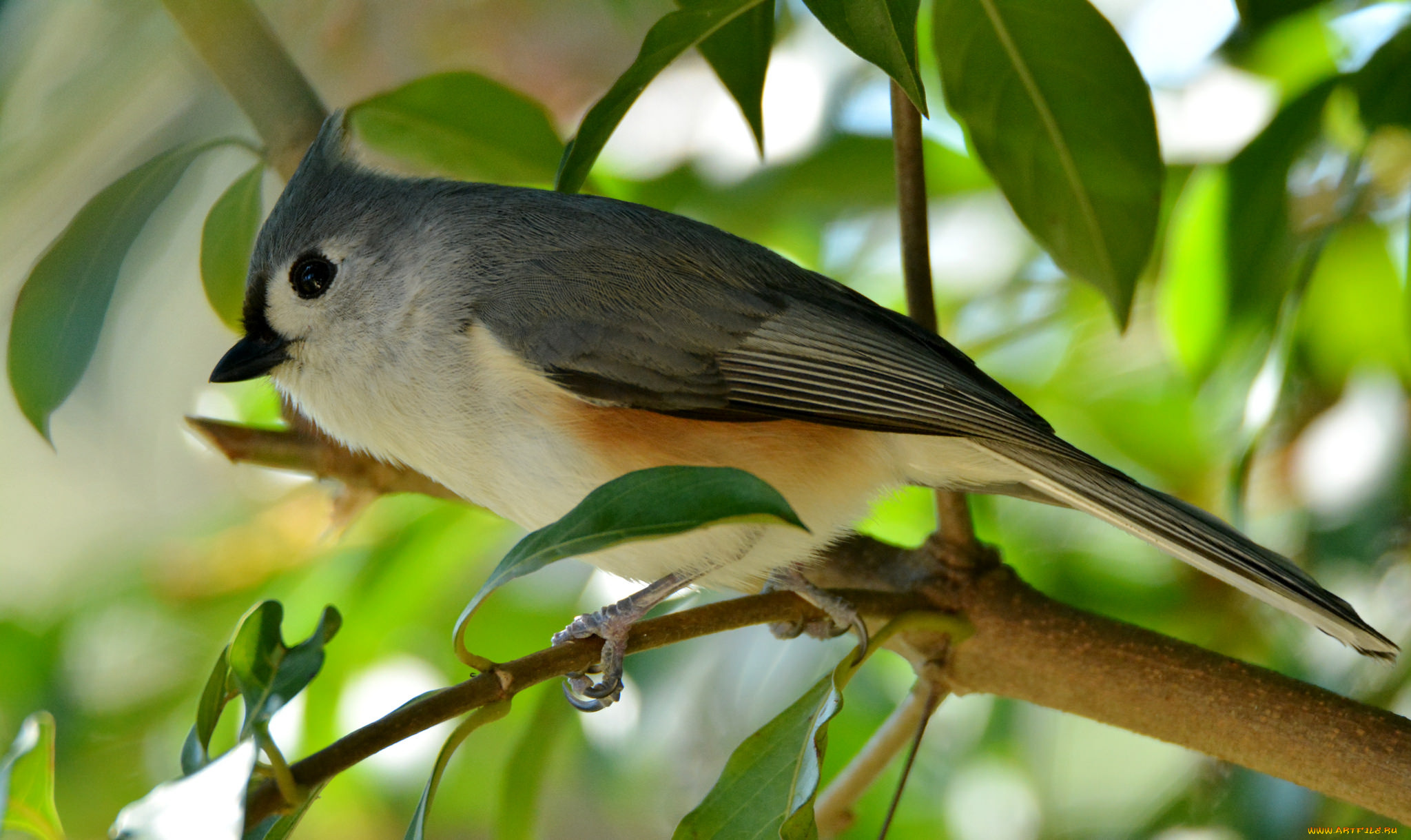 животные, птицы, птичка