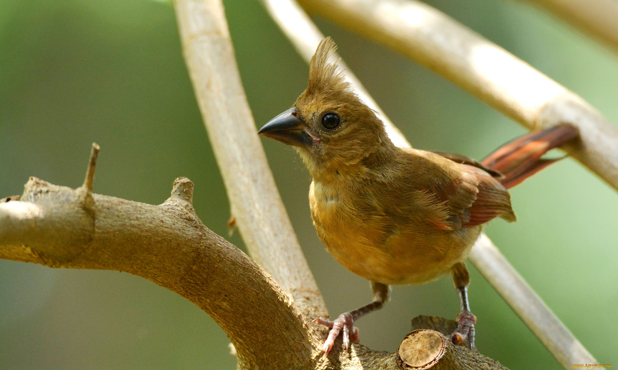животные, птицы, птичка