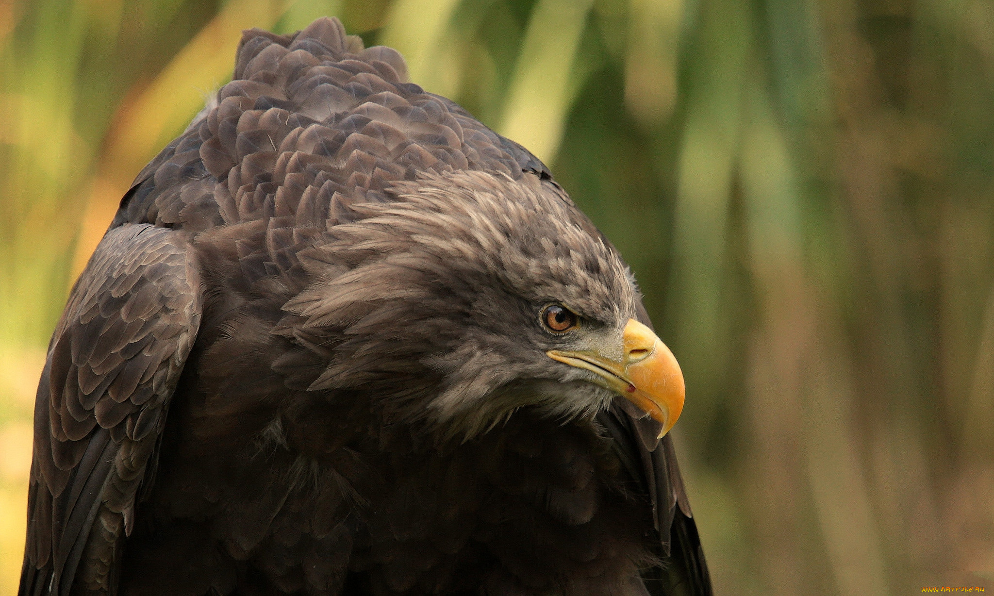 животные, птицы, -, хищники, птичка