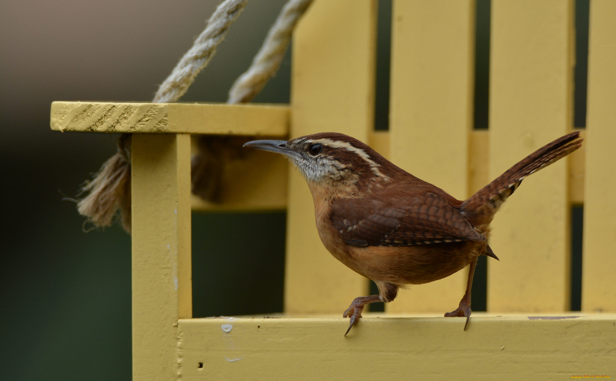 животные, птицы, птичка