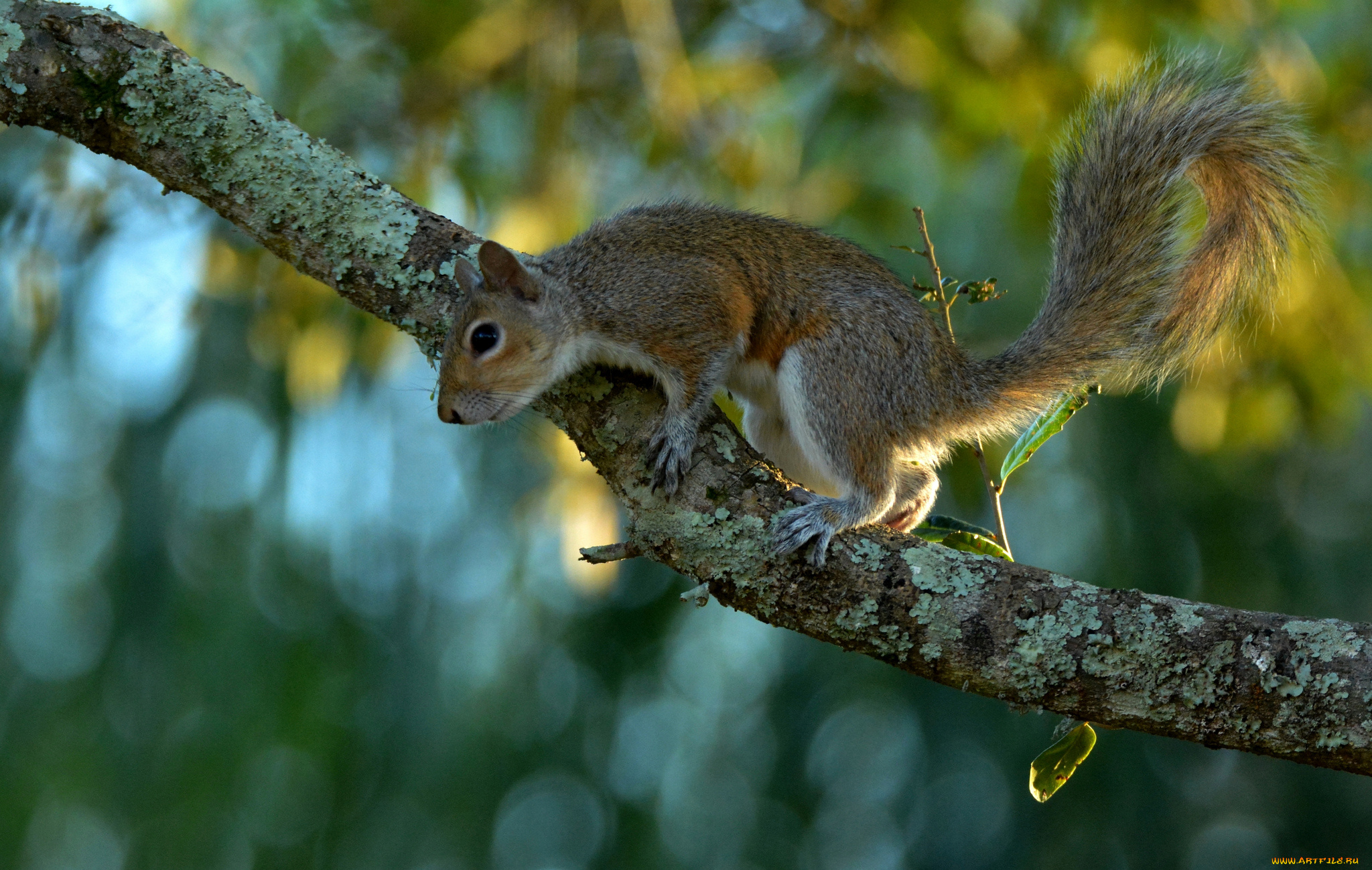 животные, белки, белка