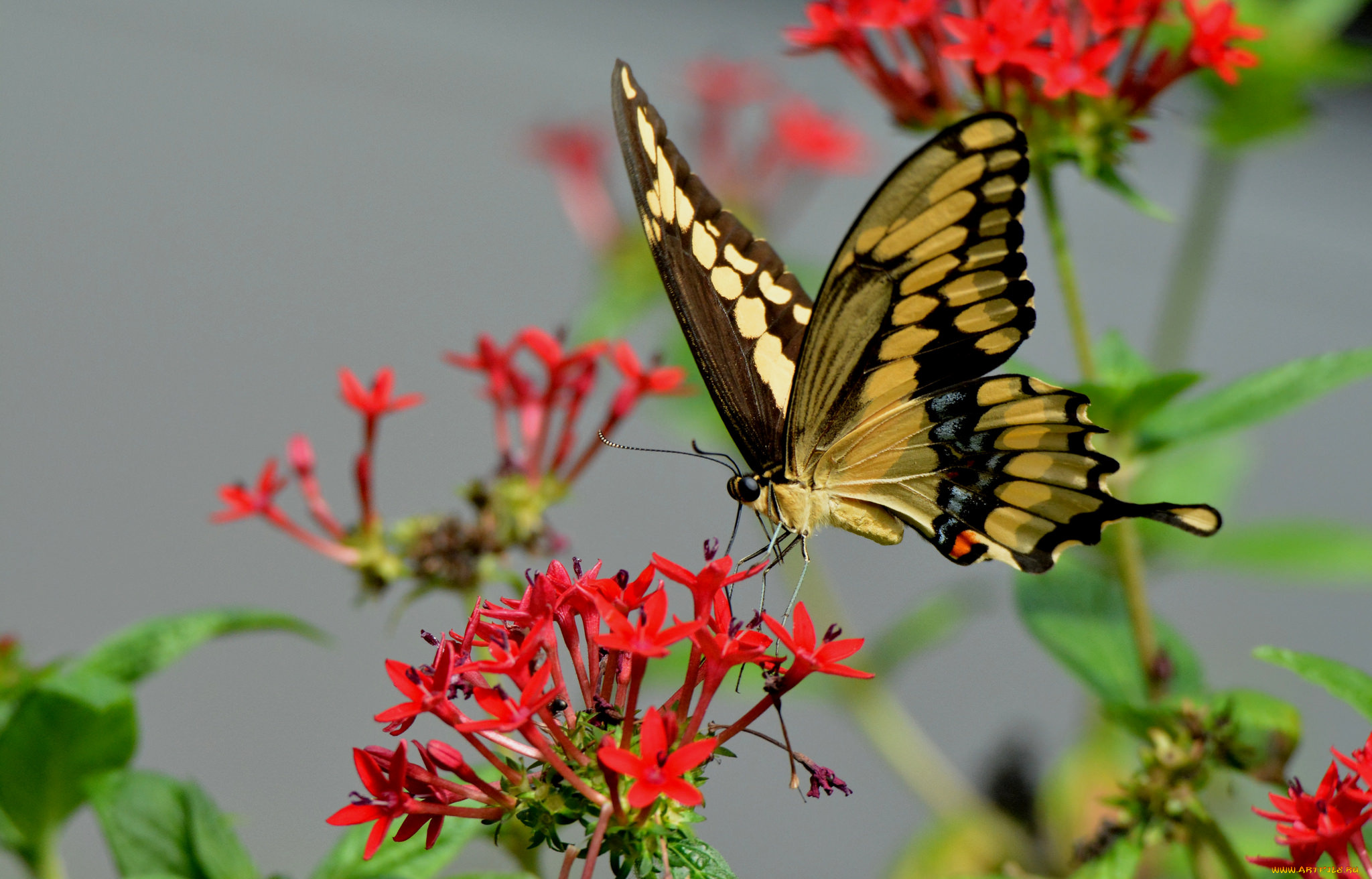 животные, бабочки, , мотыльки, , моли, бабочка
