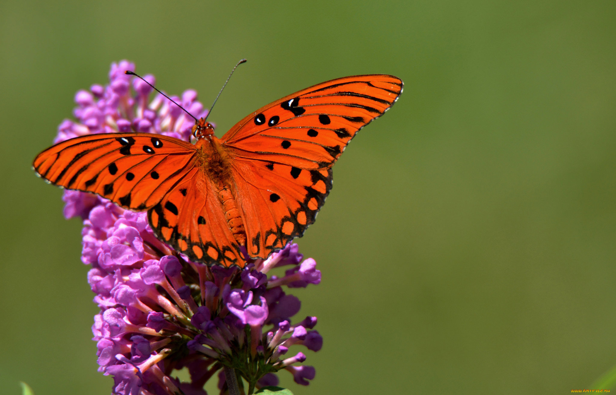 животные, бабочки, , мотыльки, , моли, бабочка