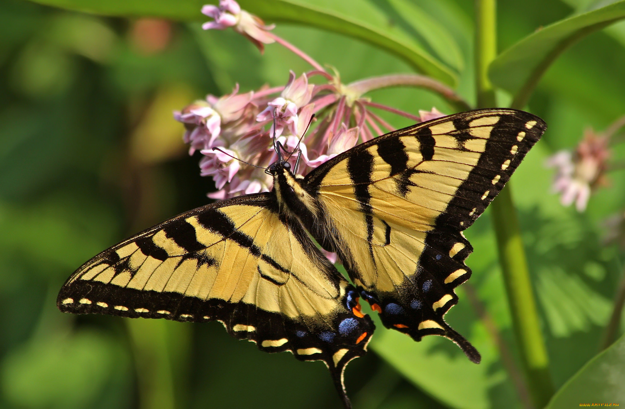 животные, бабочки, , мотыльки, , моли, бабочка