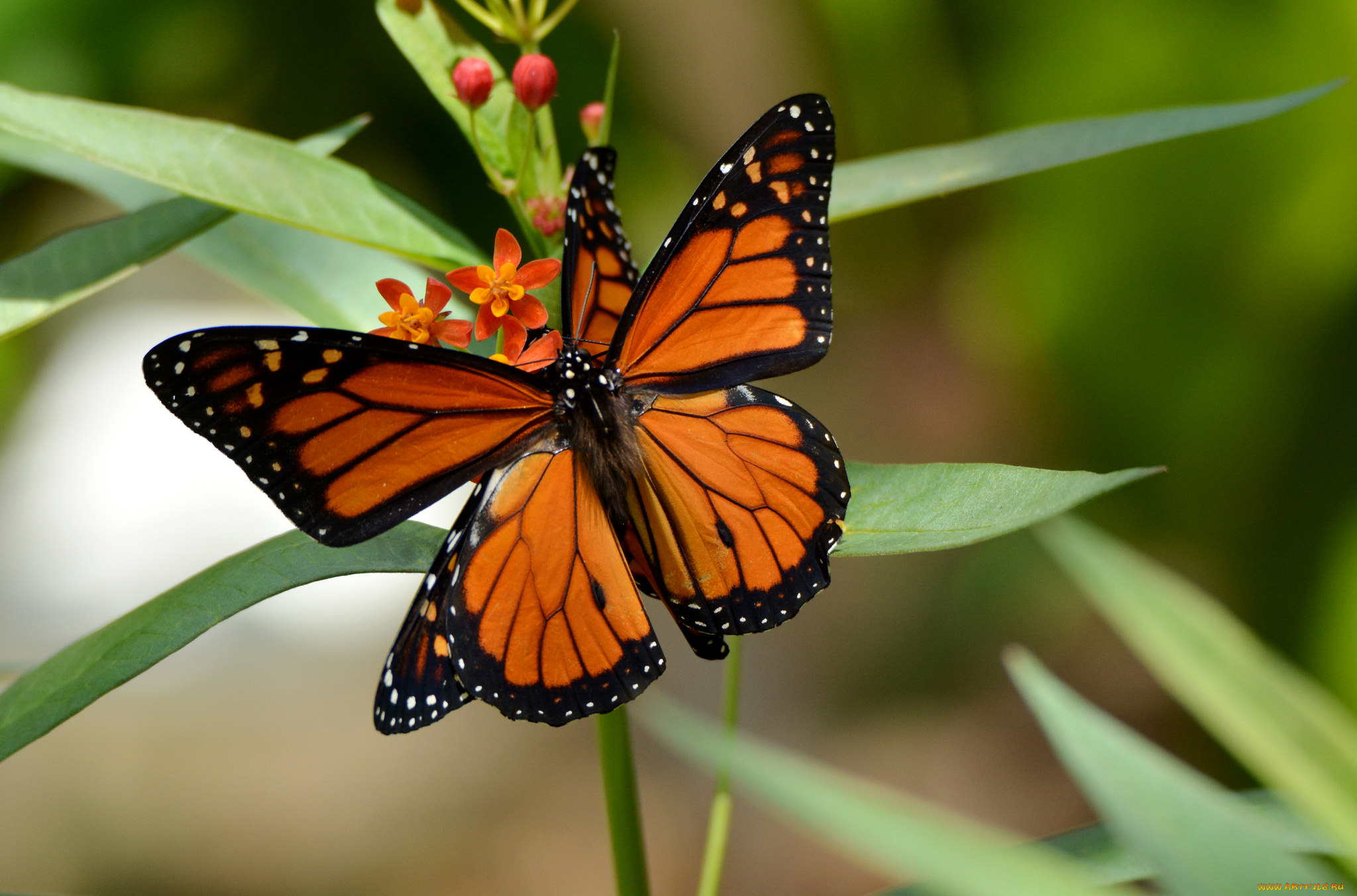 животные, бабочки, , мотыльки, , моли, бабочка