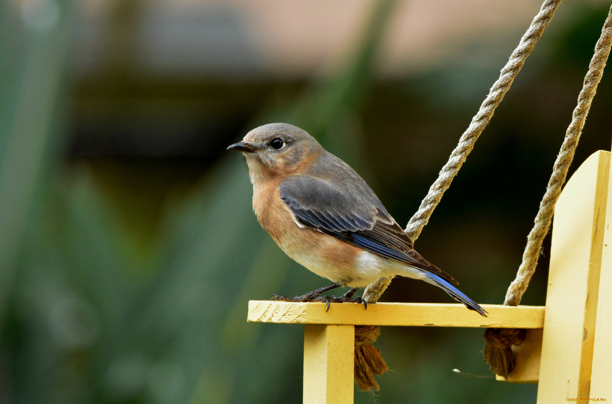 животные, птицы, птичка