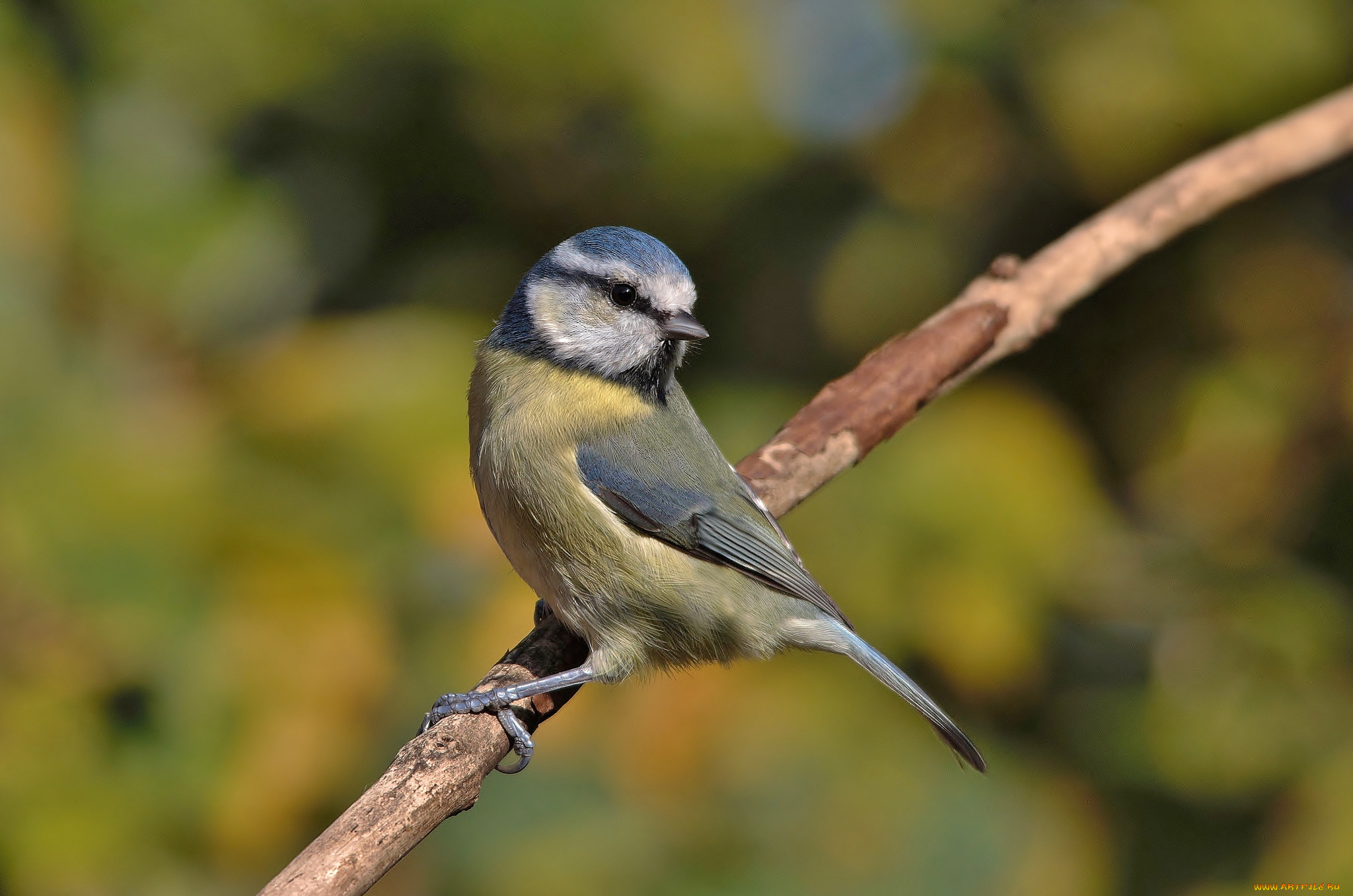 животные, синицы, , лазоревки, птичка