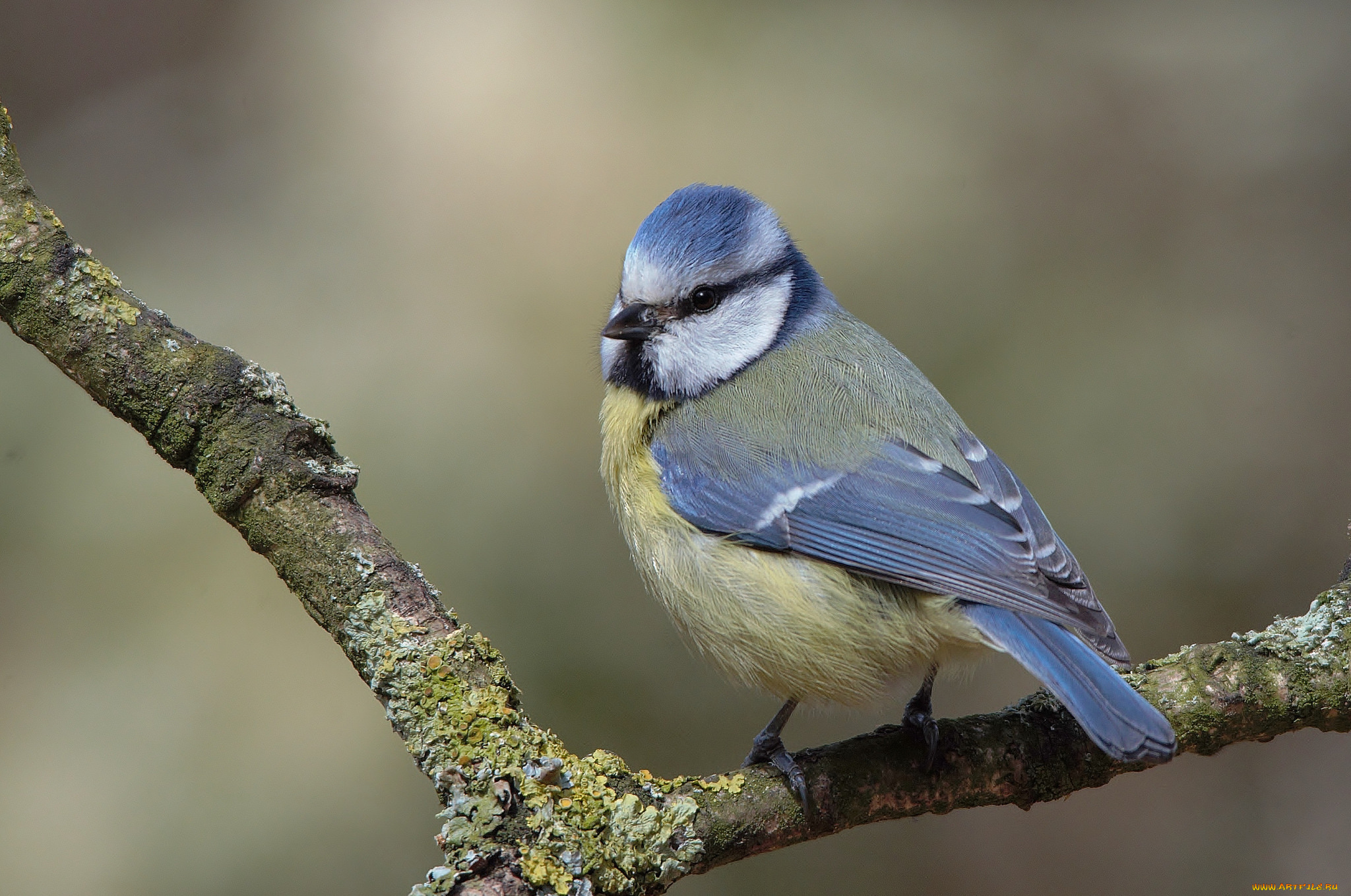 животные, синицы, , лазоревки, птичка