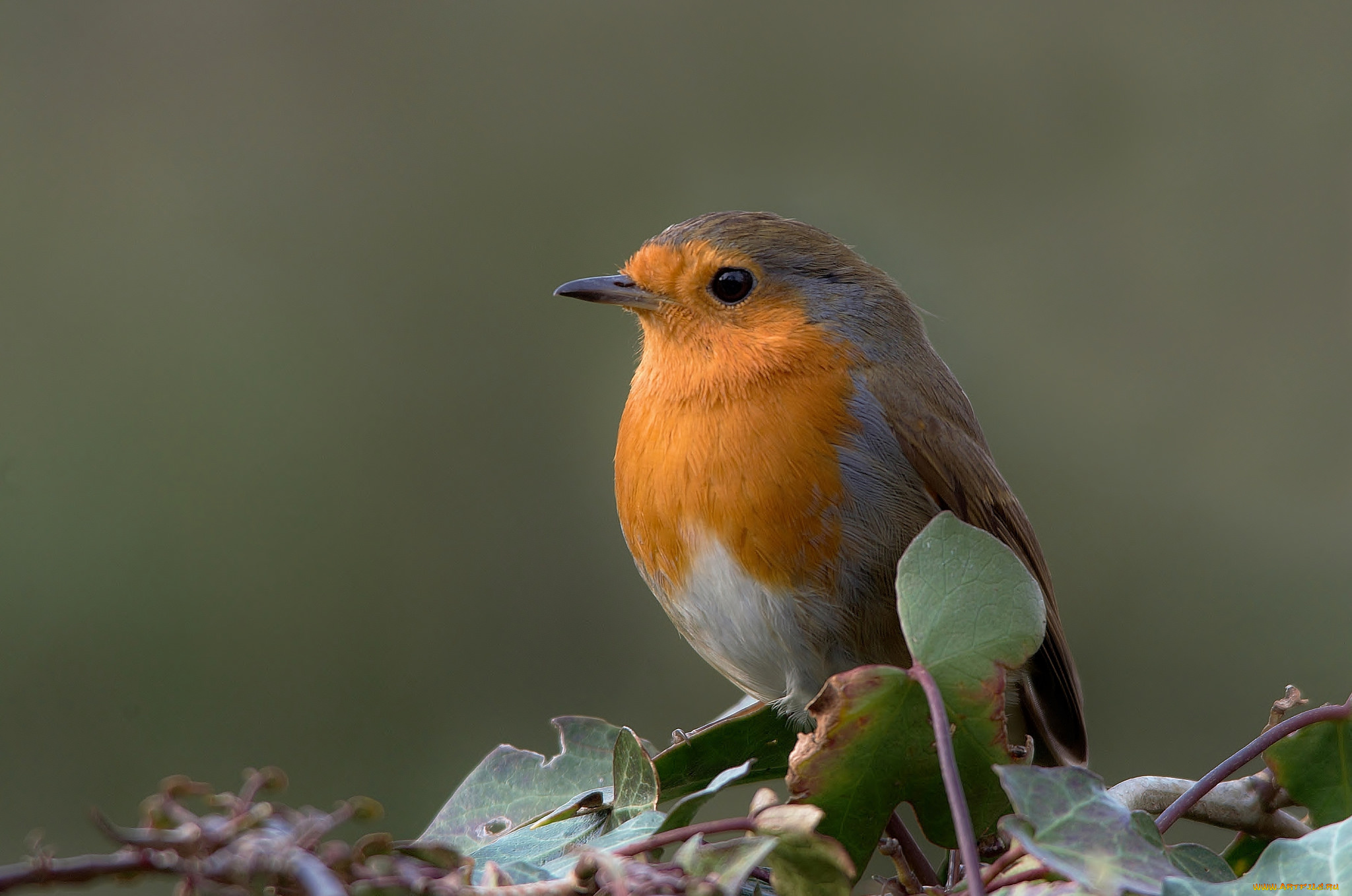 животные, зарянки, , малиновки, птичка