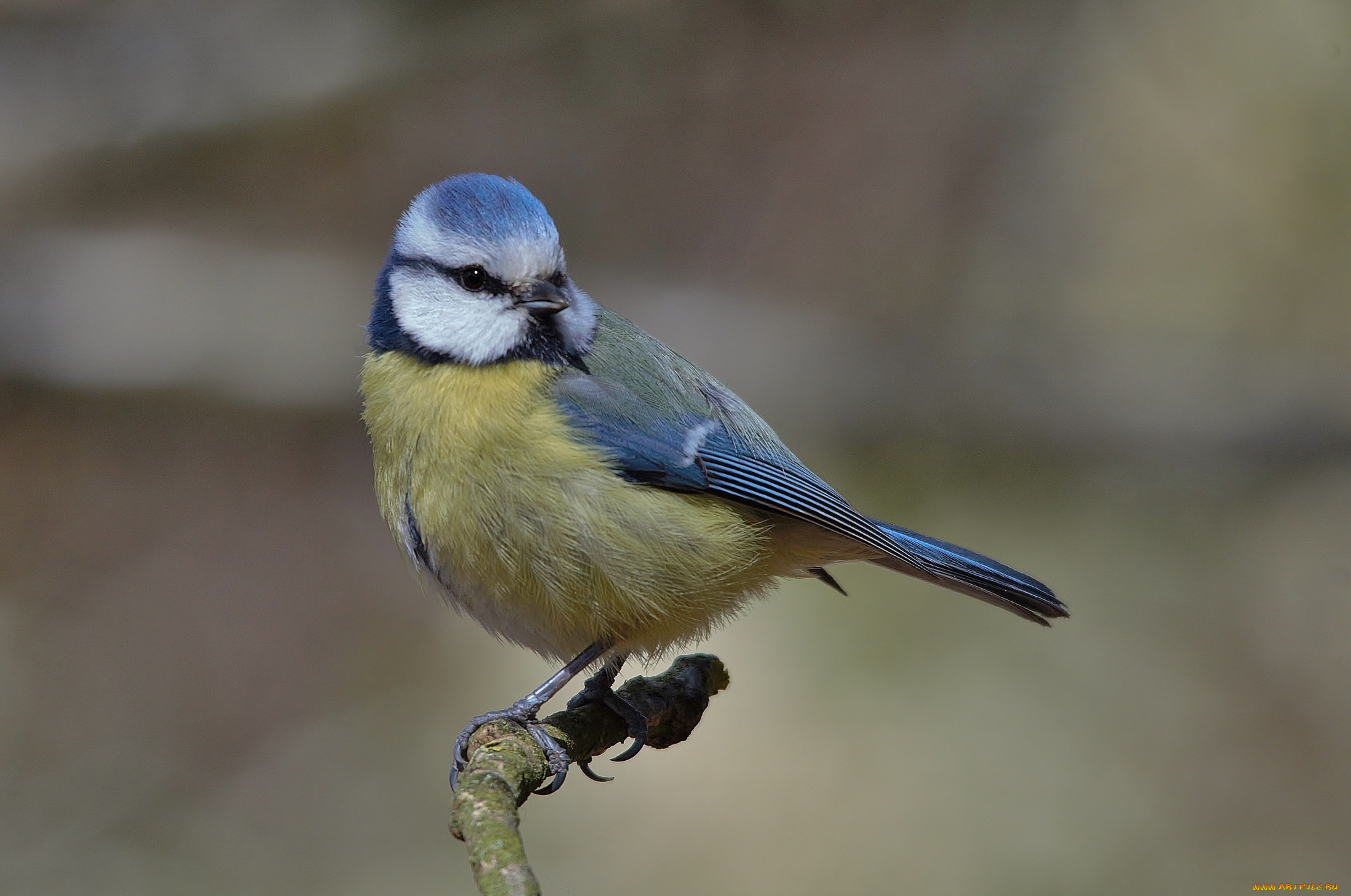 животные, синицы, , лазоревки, птичка