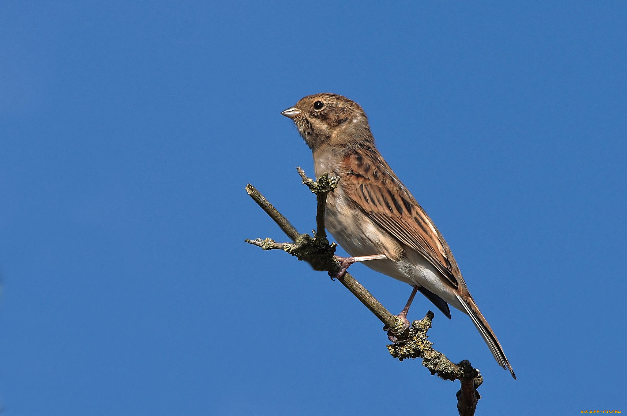 животные, воробьи, птичка