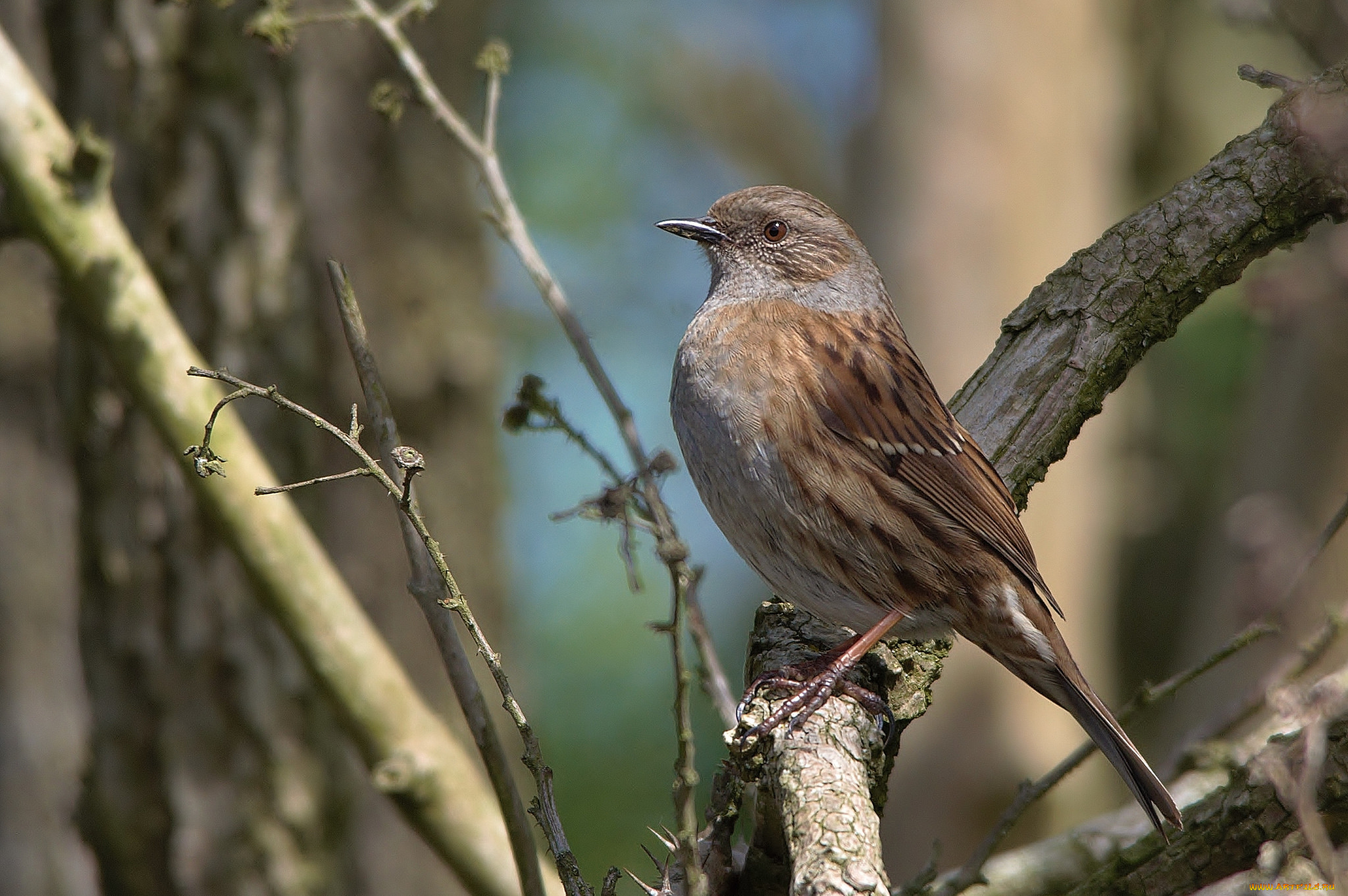 животные, птицы, птичка