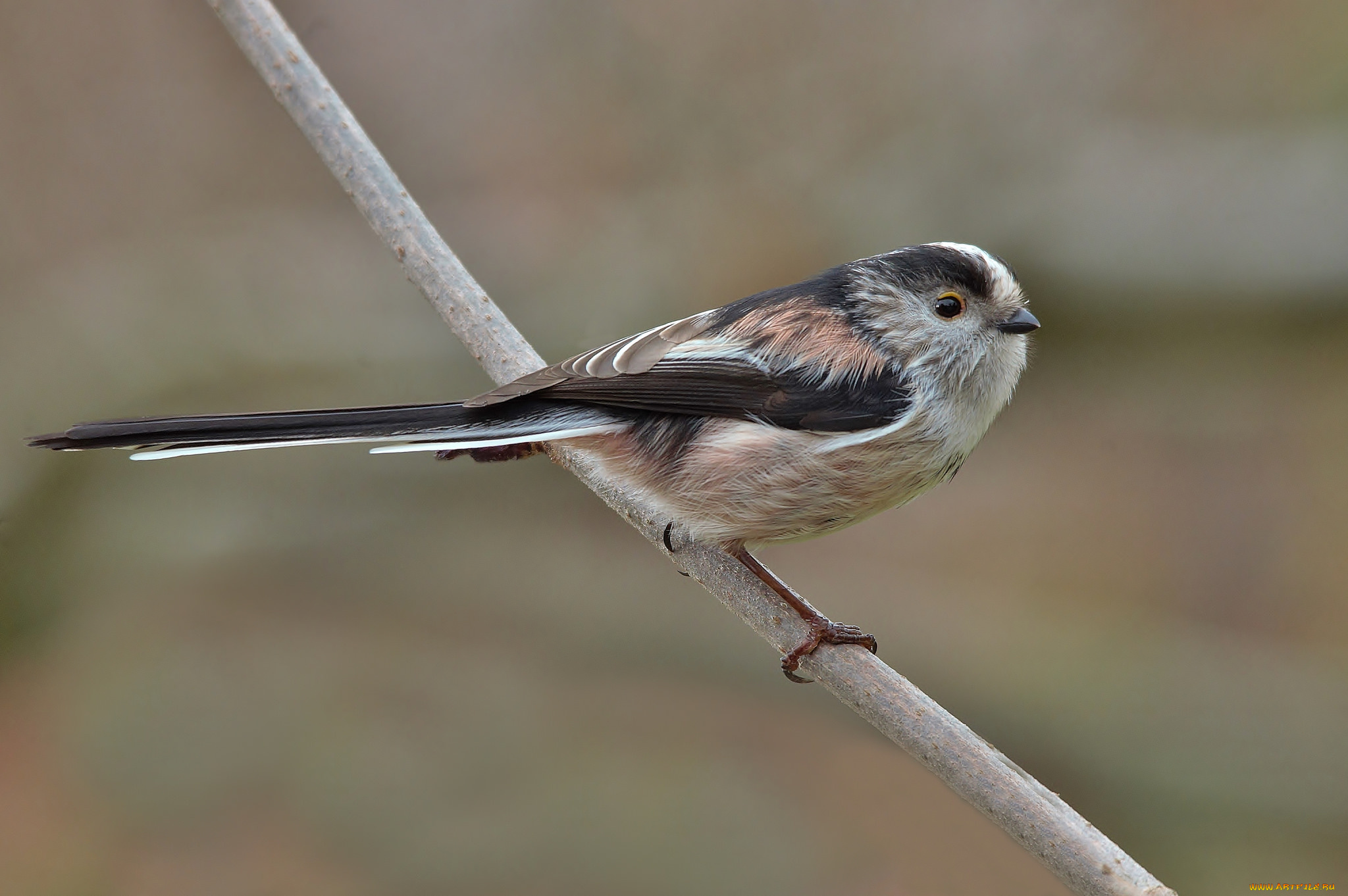 животные, птицы, птичка