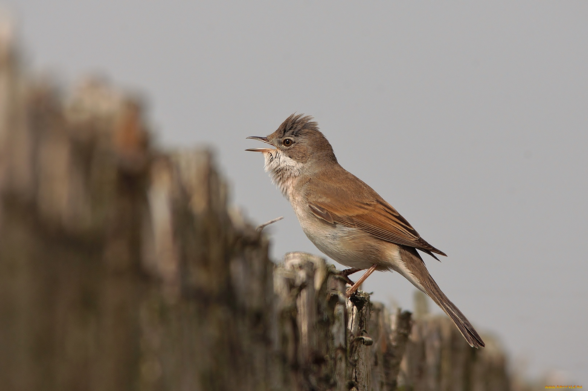 животные, птицы, птичка