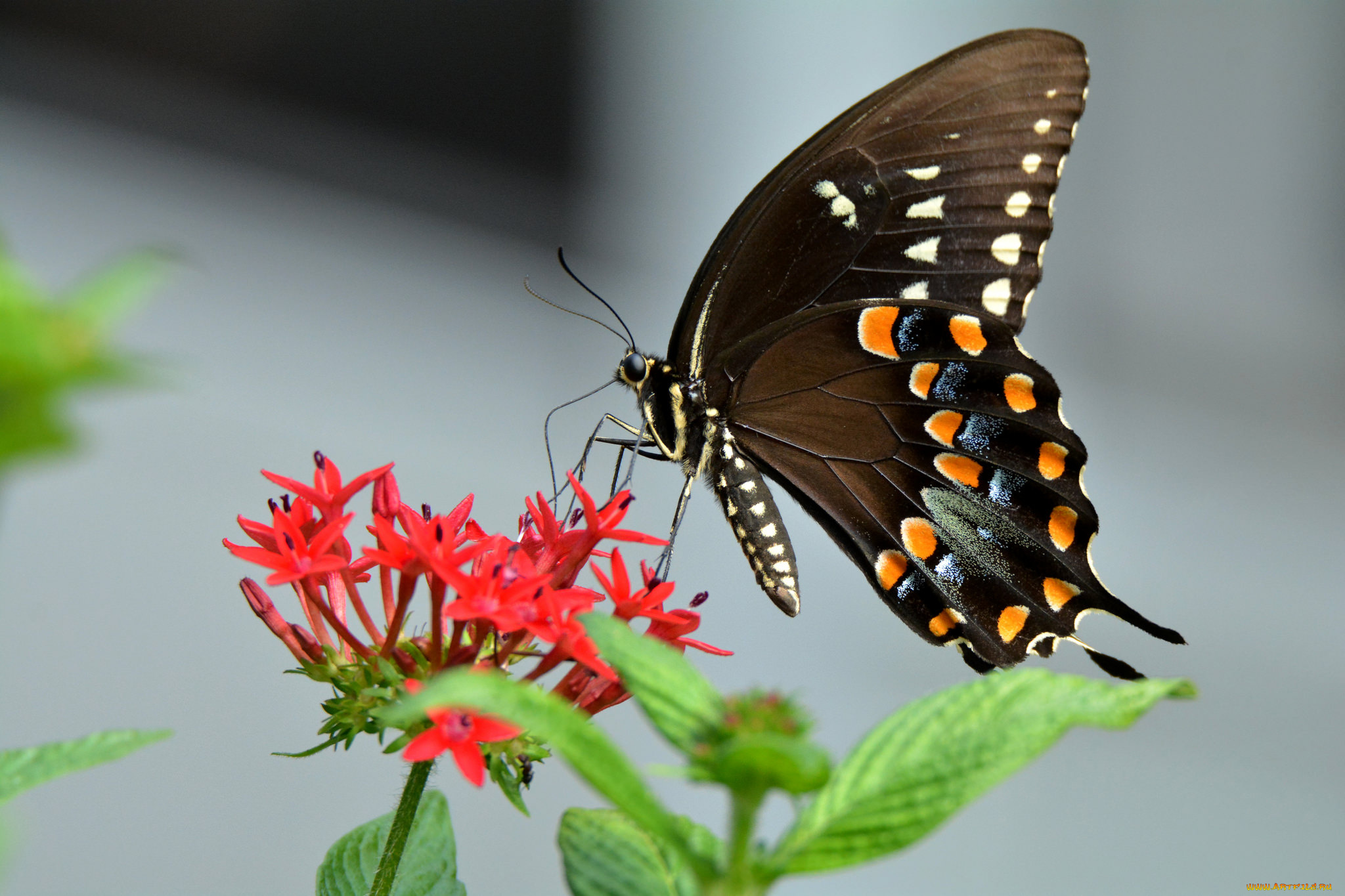 животные, бабочки, , мотыльки, , моли, бабочка