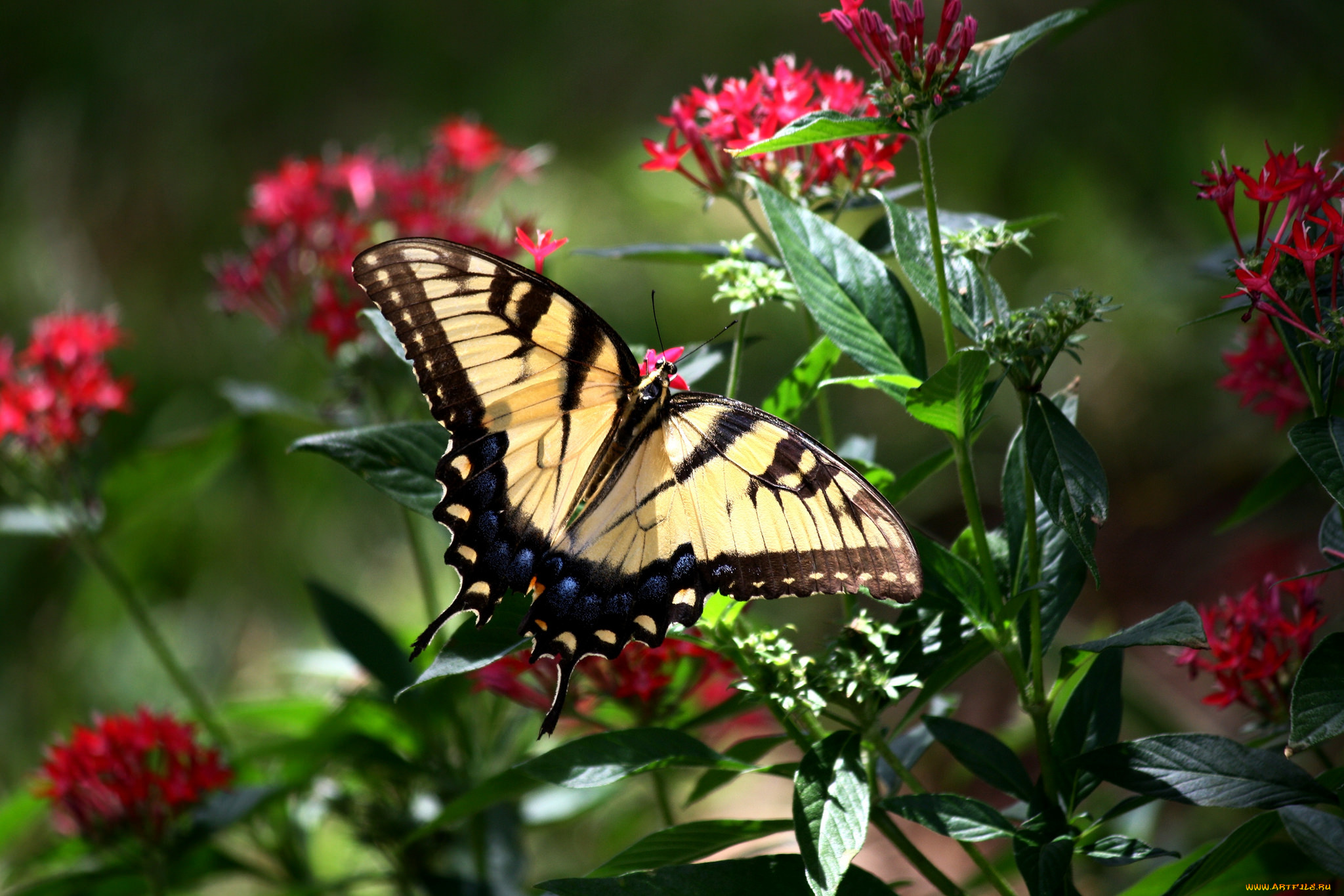 животные, бабочки, , мотыльки, , моли, бабочка