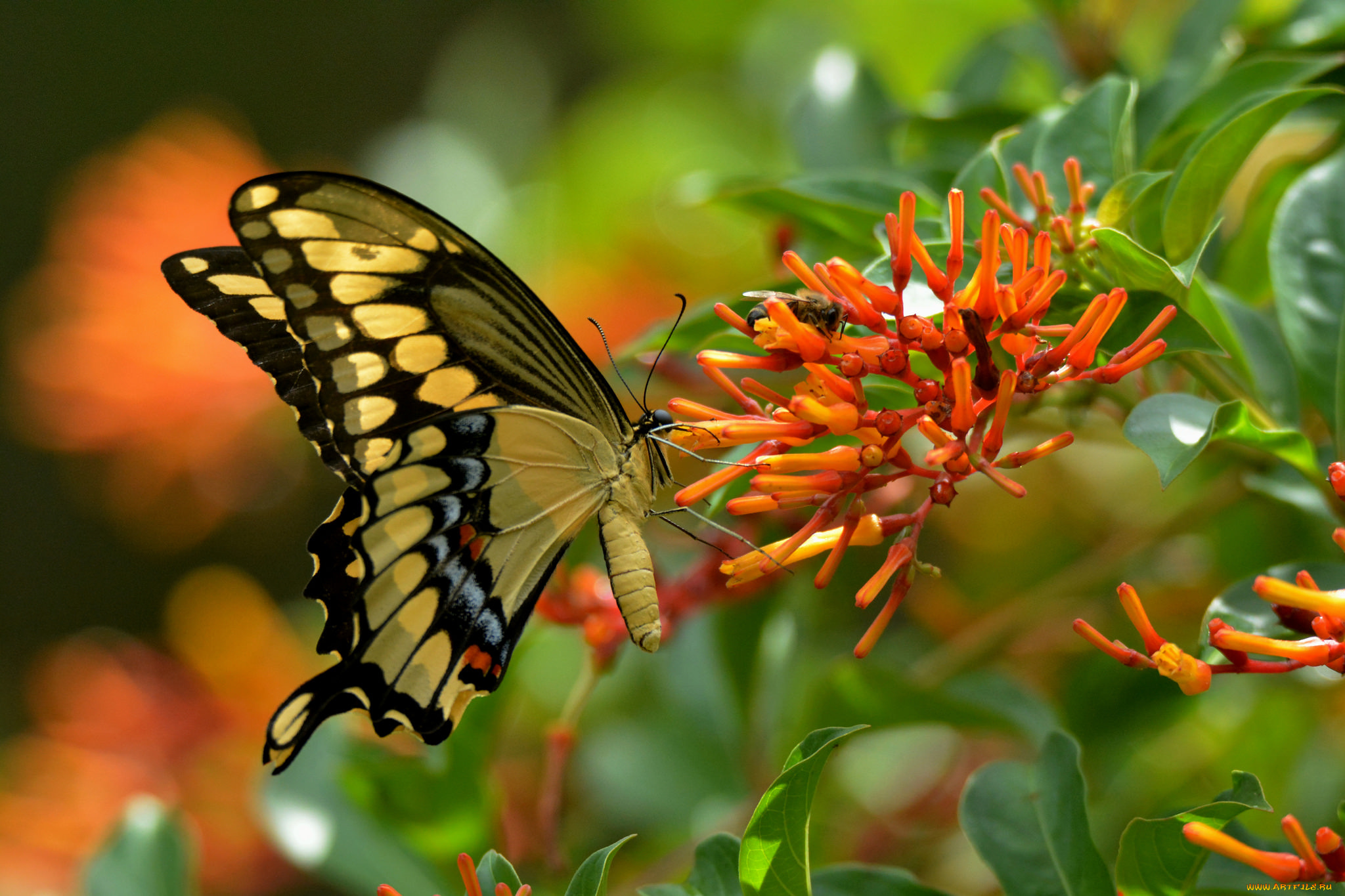 животные, бабочки, , мотыльки, , моли, бабочка