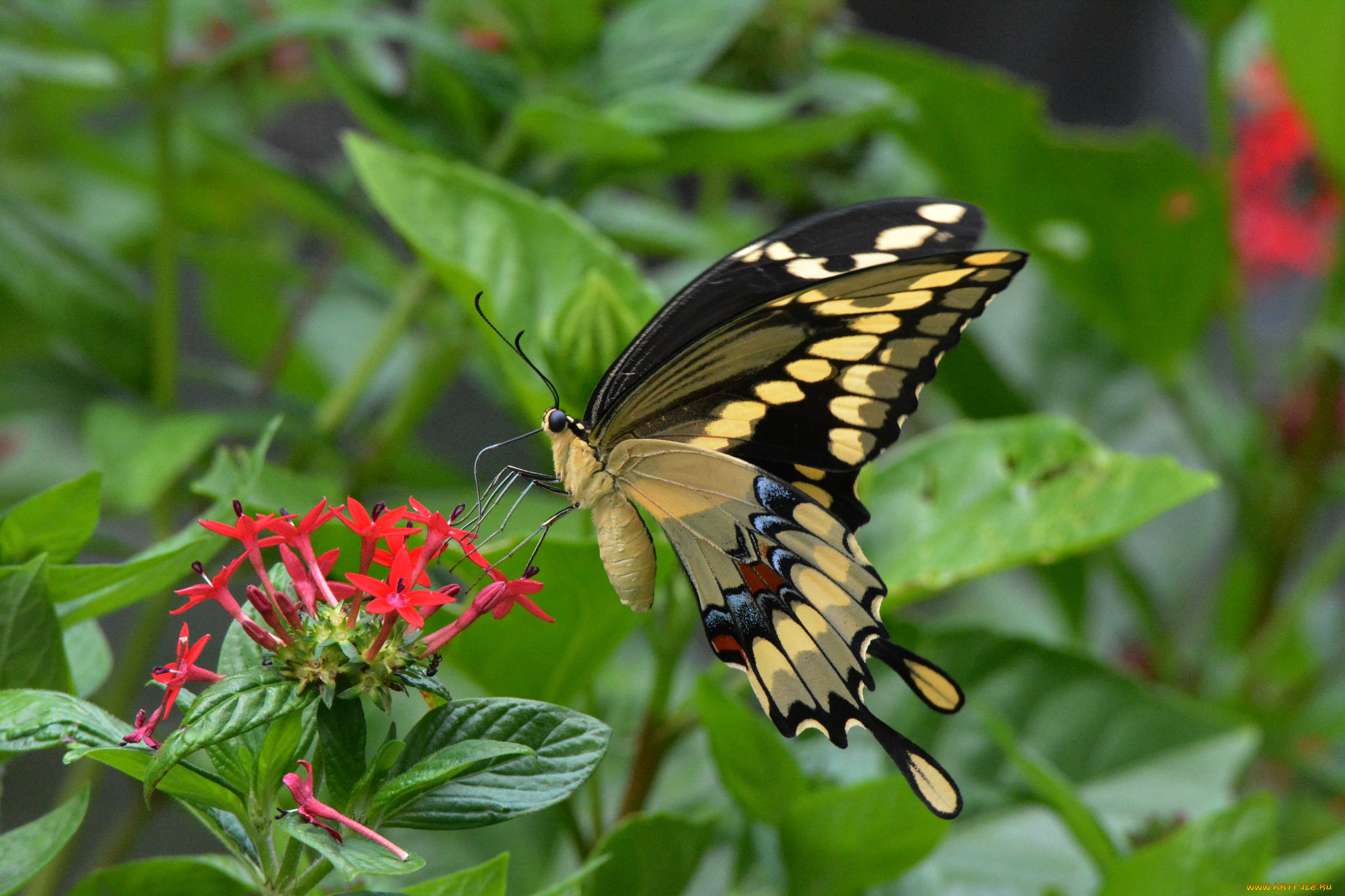 животные, бабочки, , мотыльки, , моли, бабочка