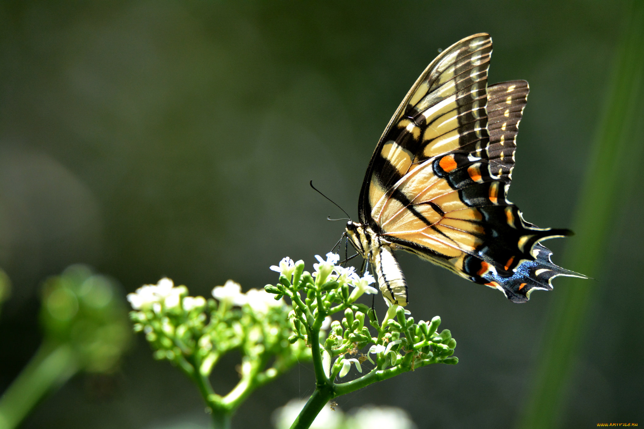 животные, бабочки, , мотыльки, , моли, бабочка