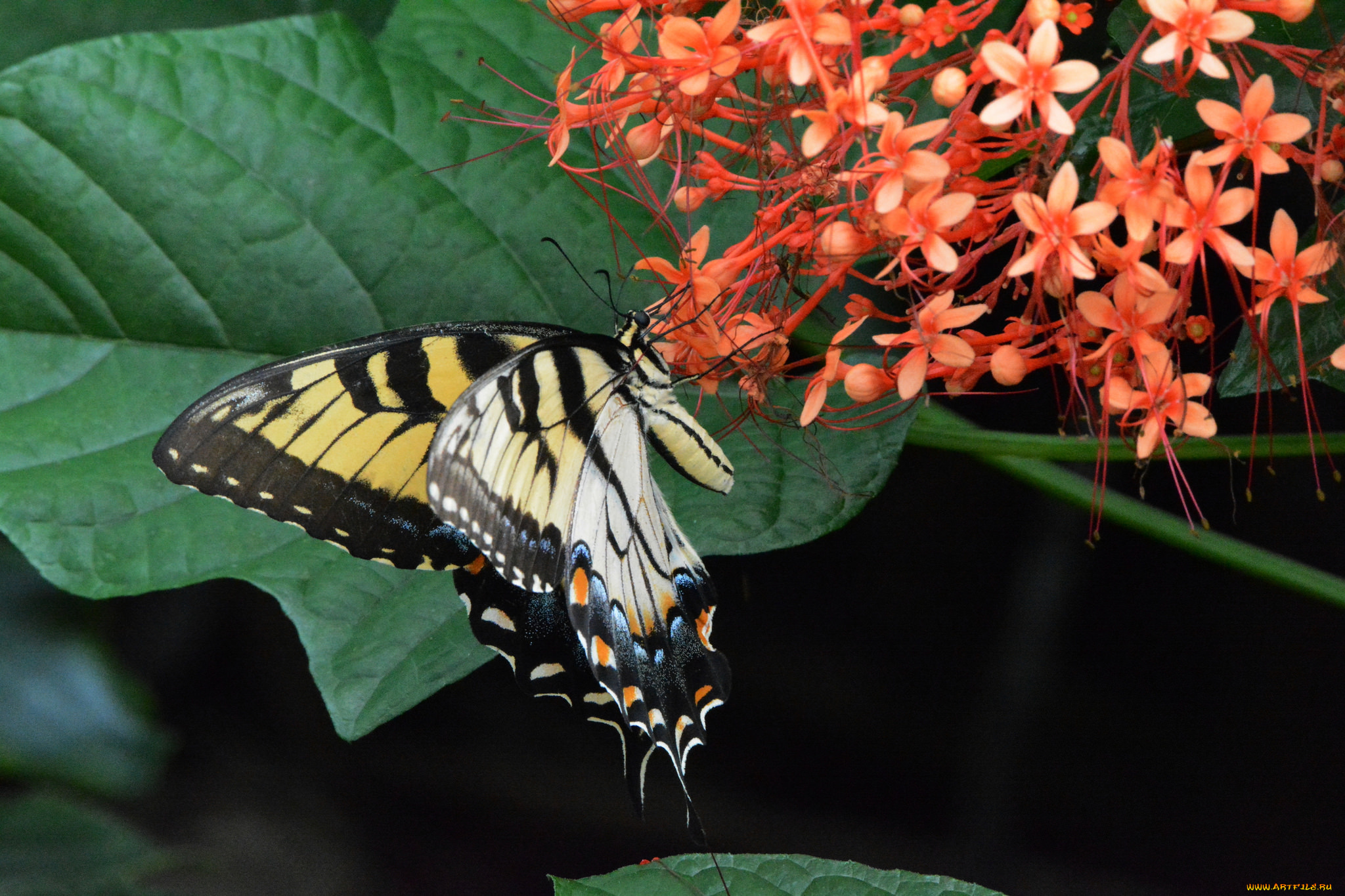 животные, бабочки, , мотыльки, , моли, бабочка