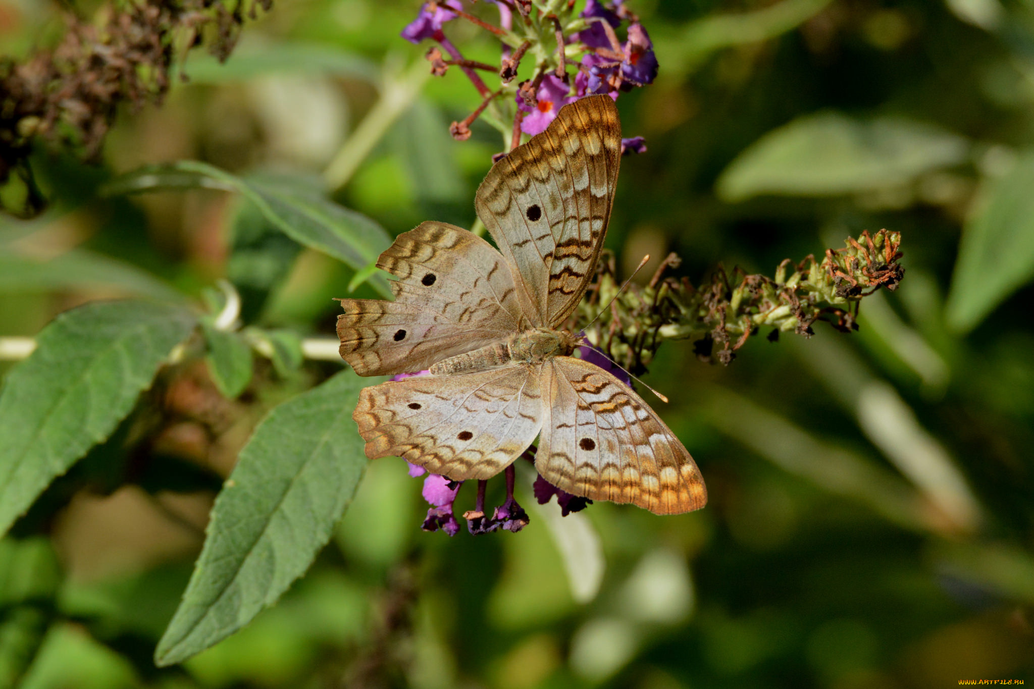 животные, бабочки, , мотыльки, , моли, бабочка