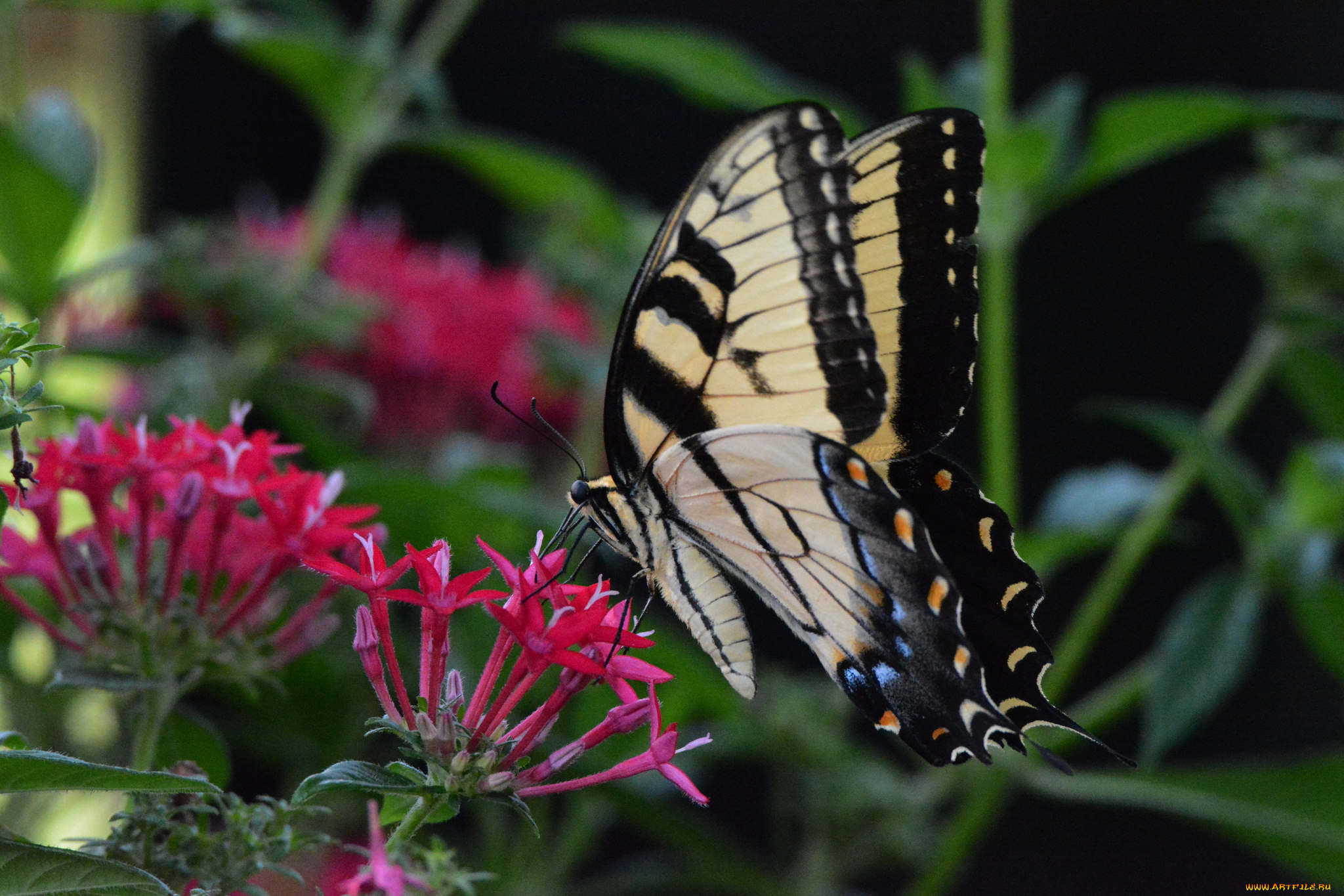 животные, бабочки, , мотыльки, , моли, бабочка