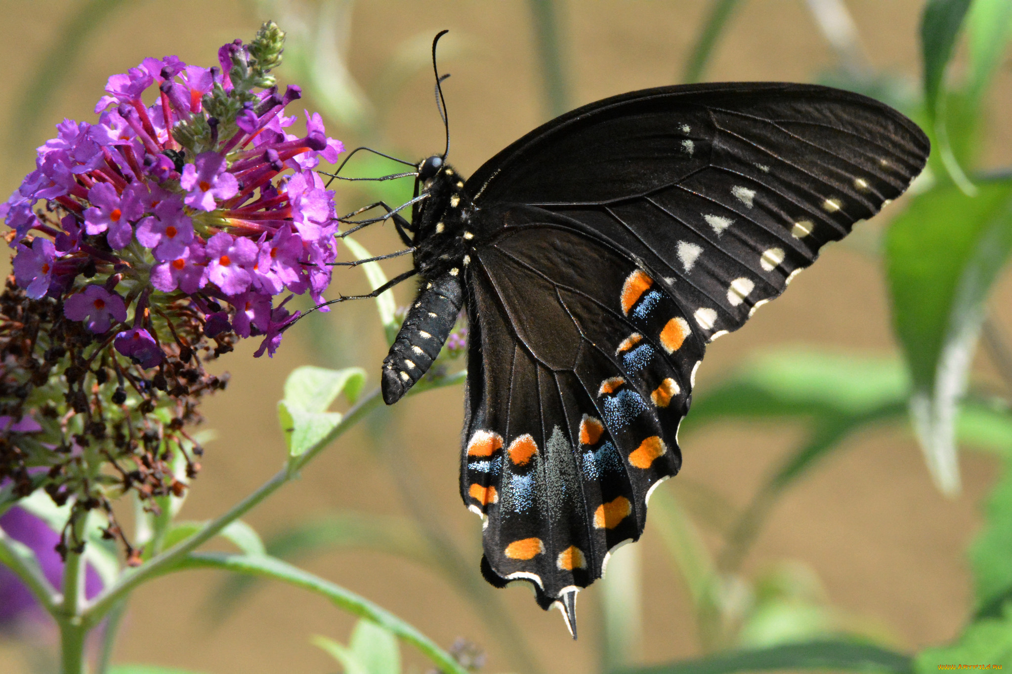 животные, бабочки, , мотыльки, , моли, бабочка