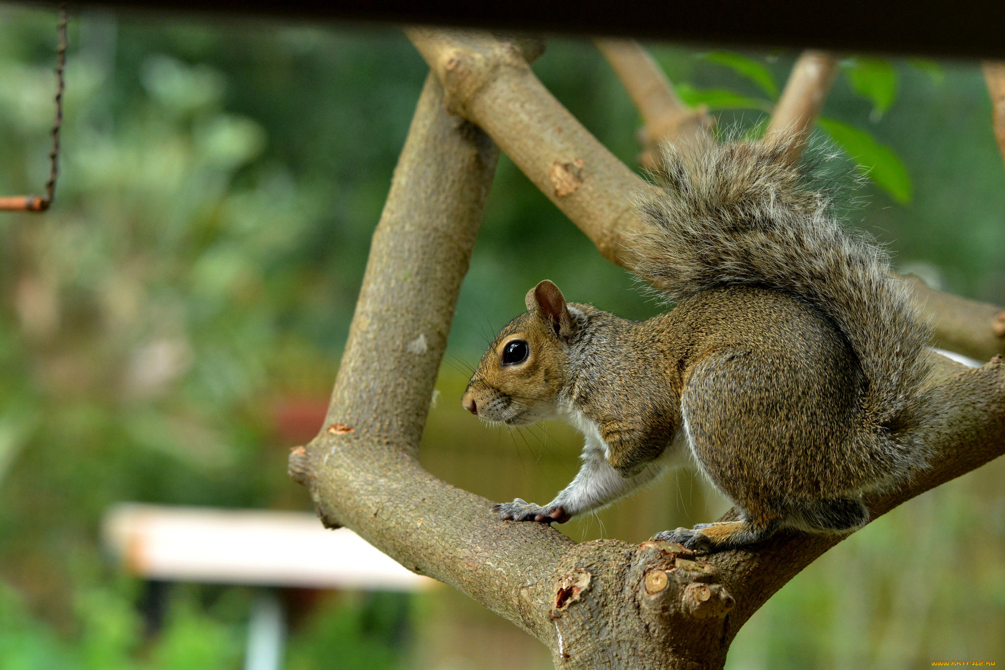 животные, белки, белка