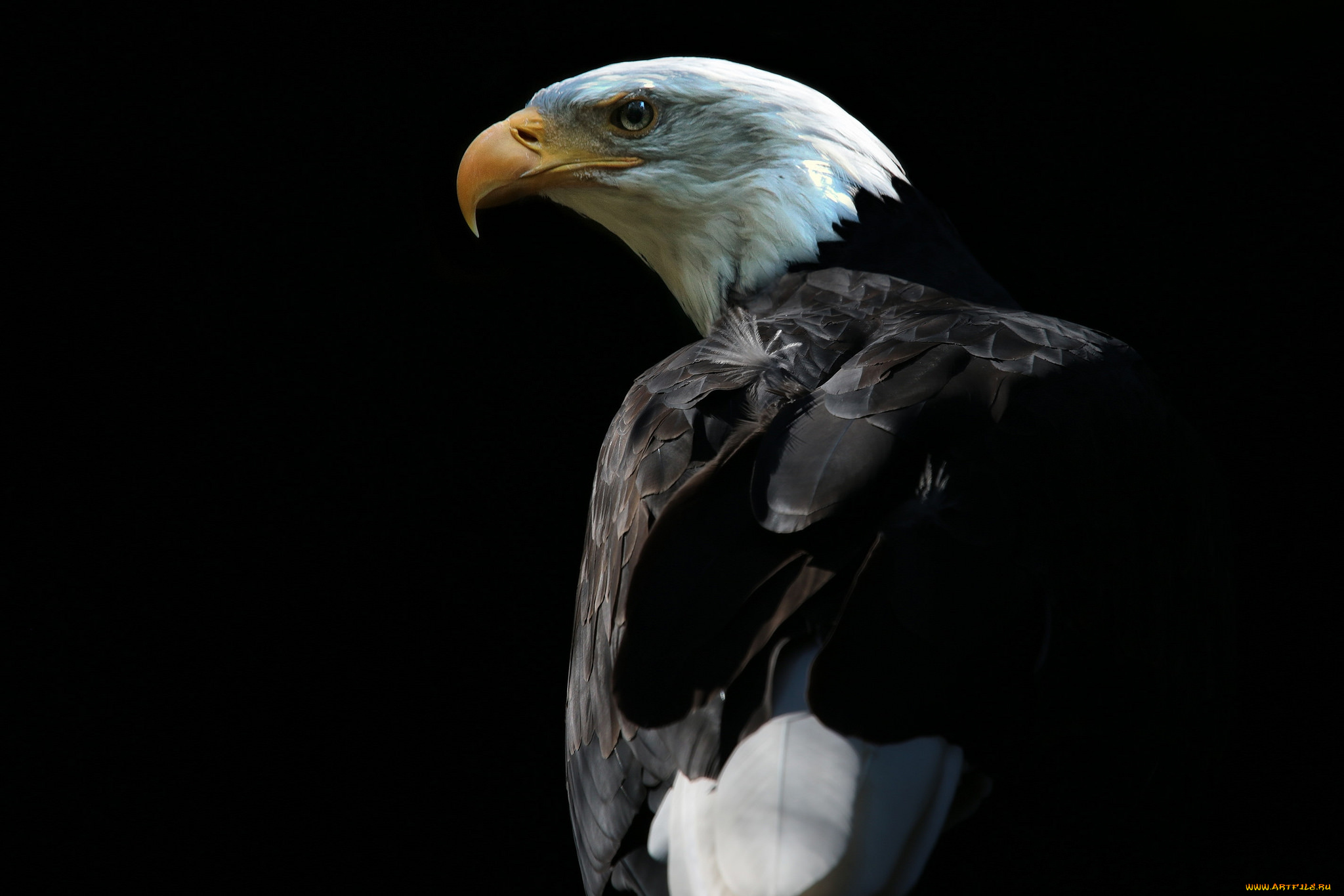 животные, птицы, -, хищники, птичка