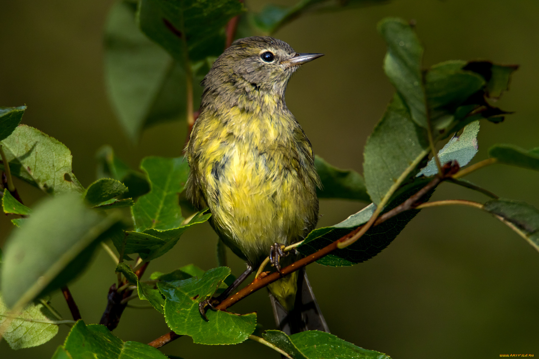 животные, птицы, птичка