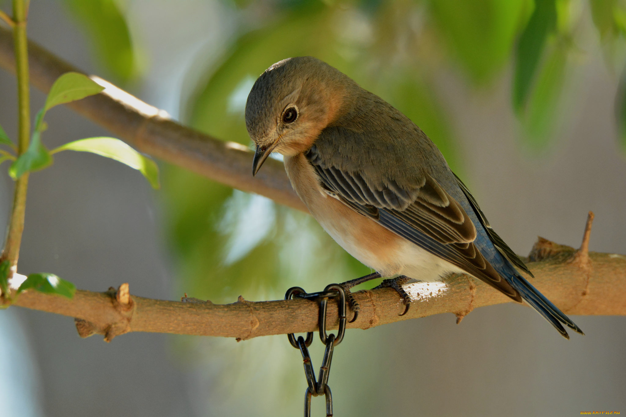животные, птицы, птичка