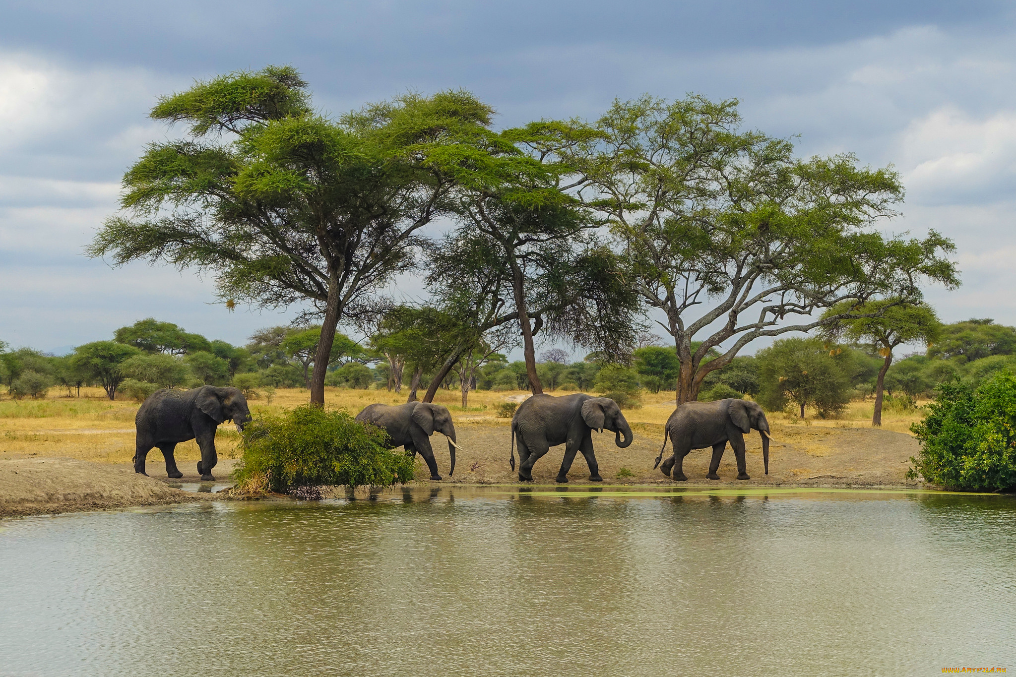 животные, слоны, слон