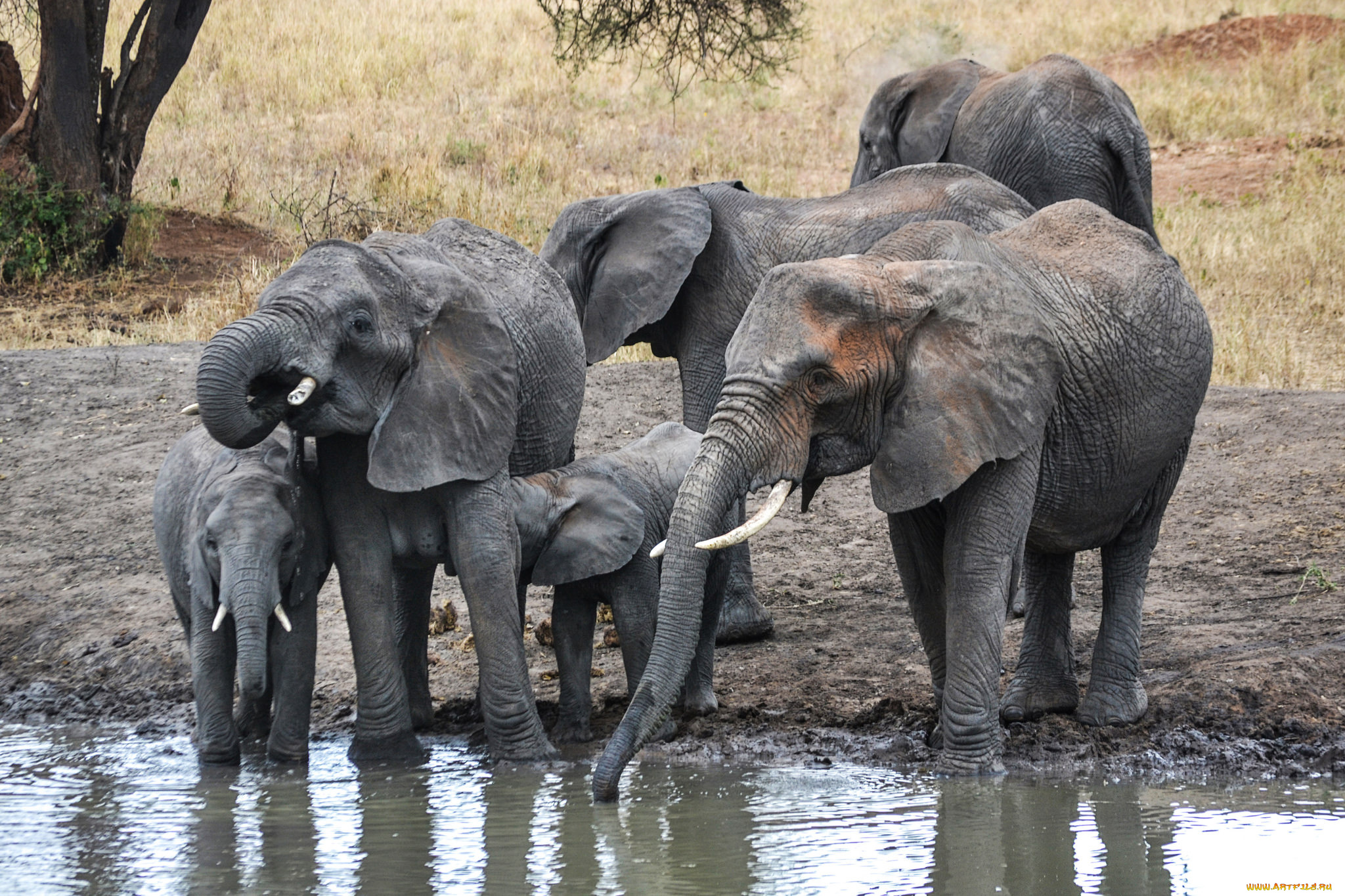 животные, слоны, слон