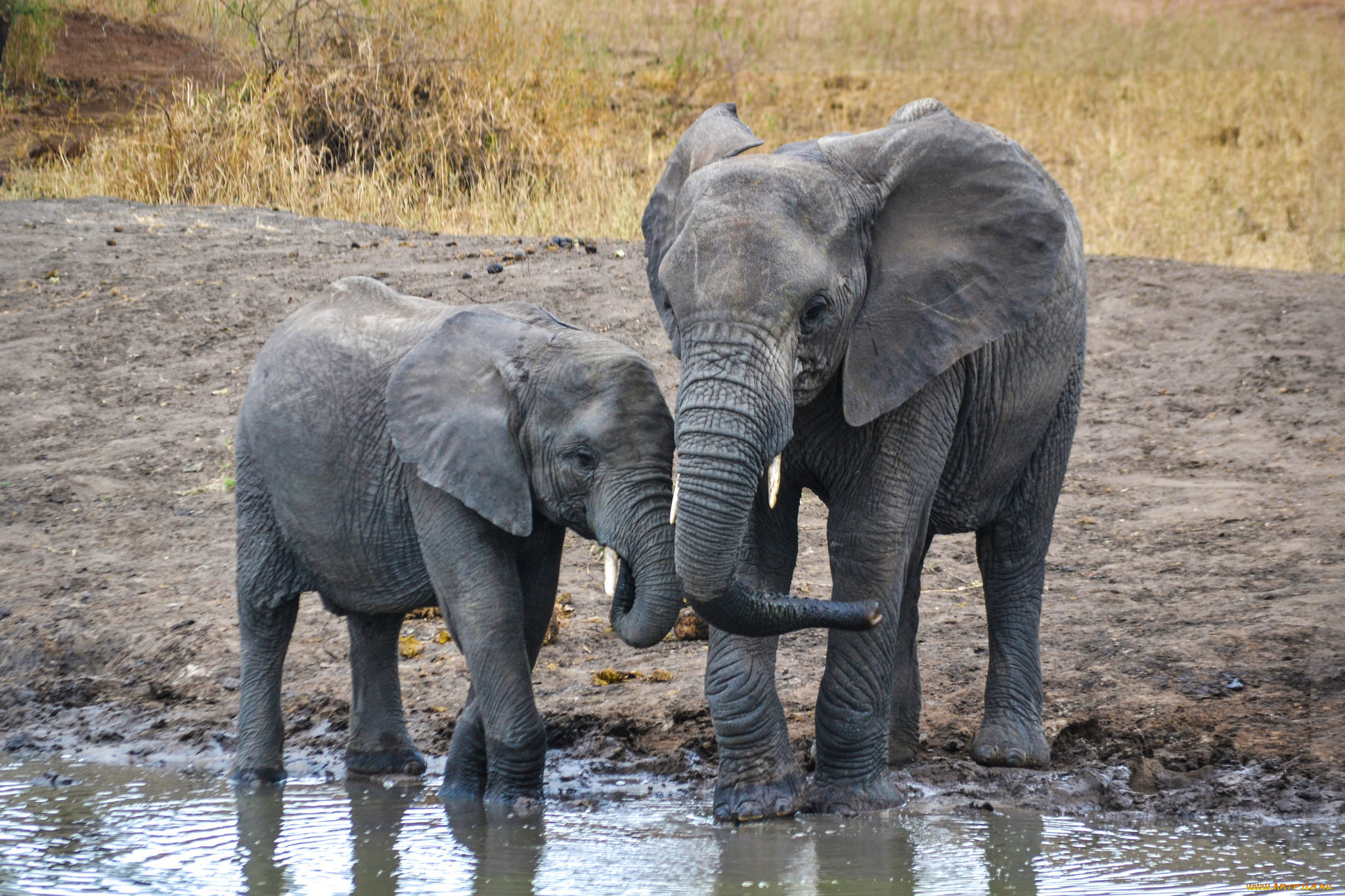 животные, слоны, слон