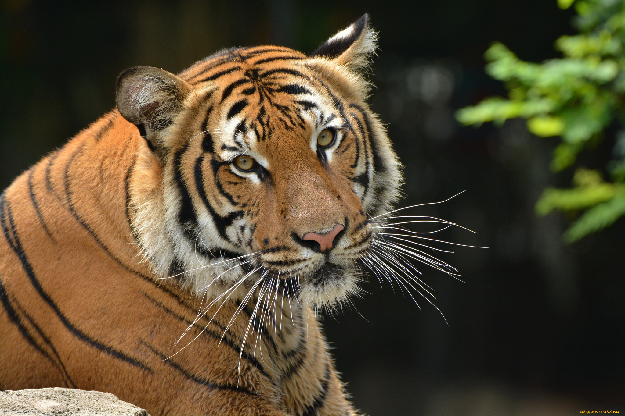 животные, тигры, хищник
