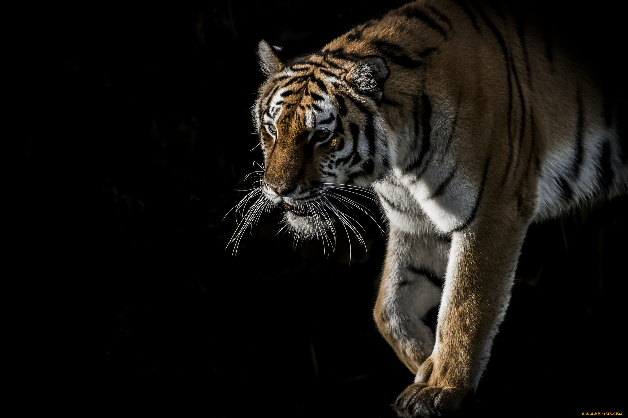 животные, тигры, хищник