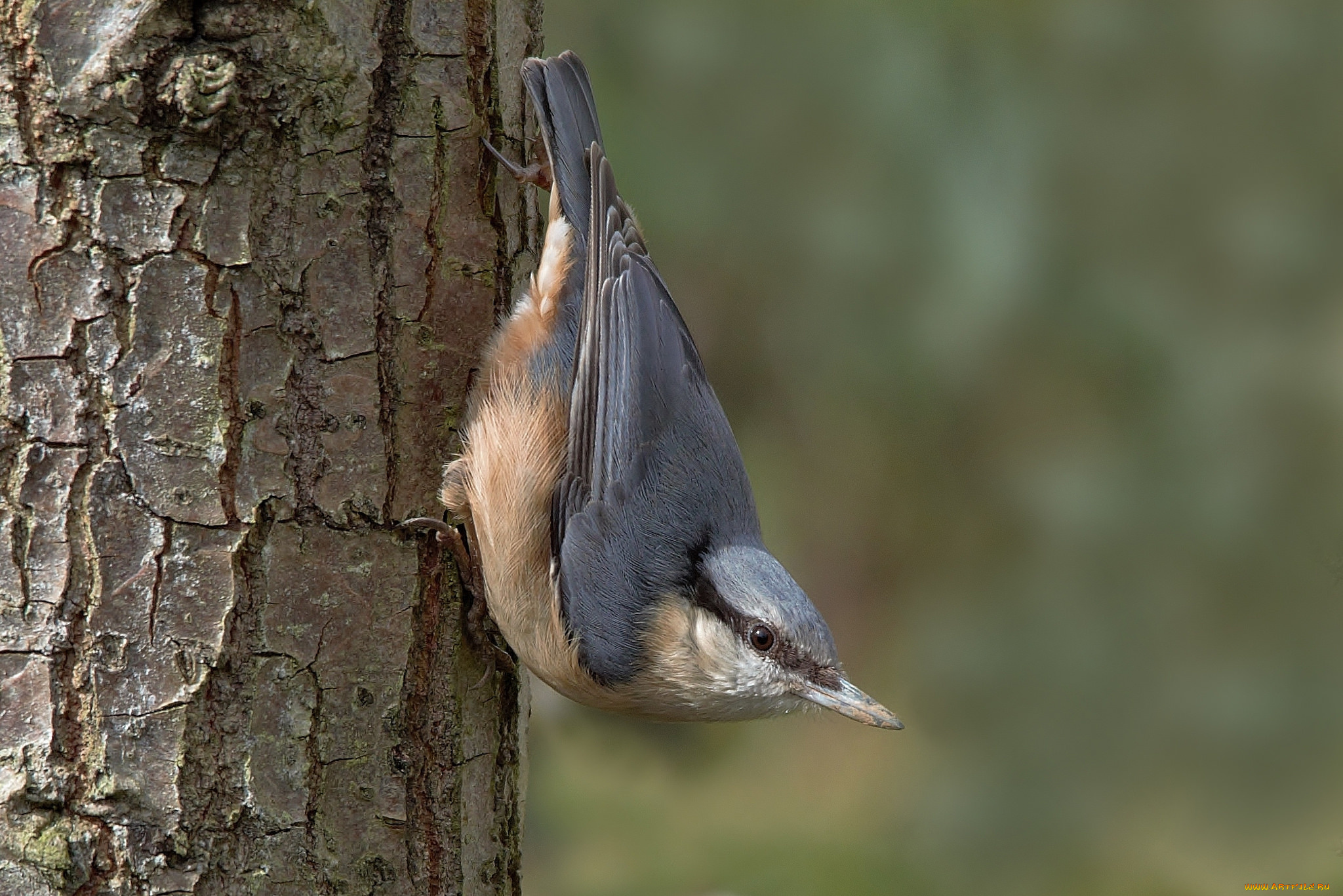 животные, поползни, птичка